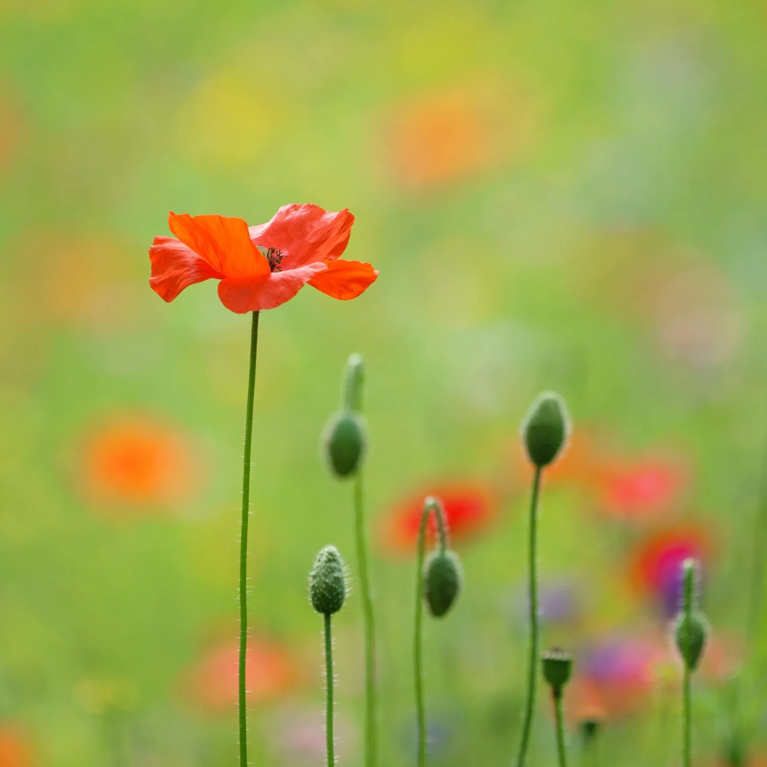Poppies in a wild flower meadow in Strawberry Hill, near Richmond, photographed by Wendy Akers