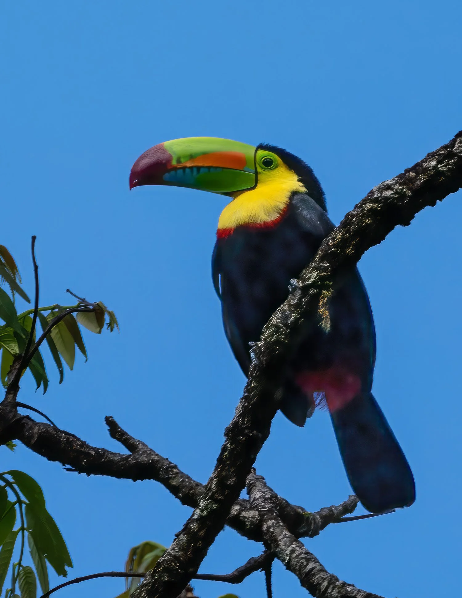 Keel-billed toucan photographed by Wendy Akers in the Cloud Forest in Costa Rica 