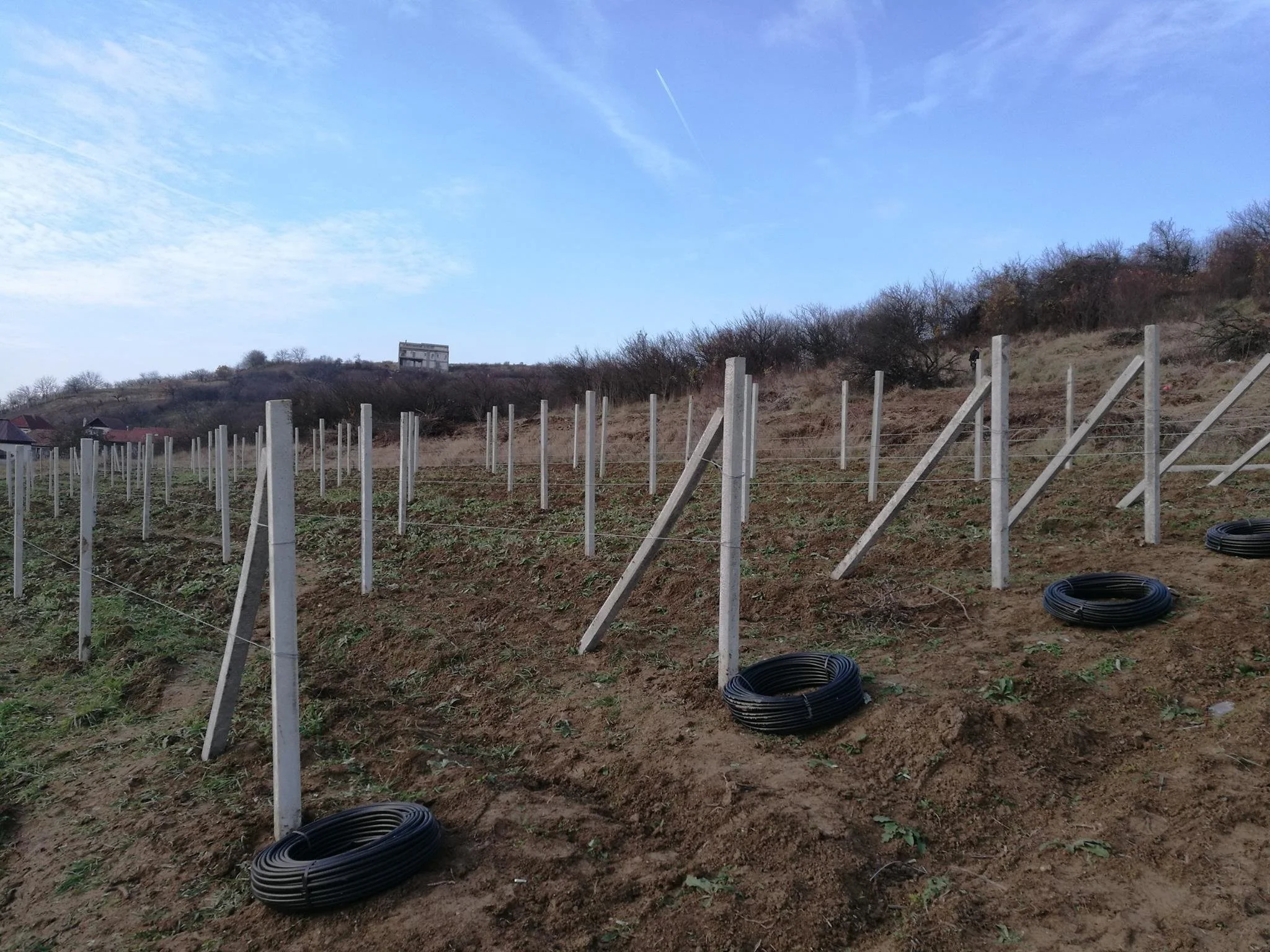 A hillside with vertical wooden posts and coiled black tubing on the ground, set up for irrigation, under a blue sky with some clouds.