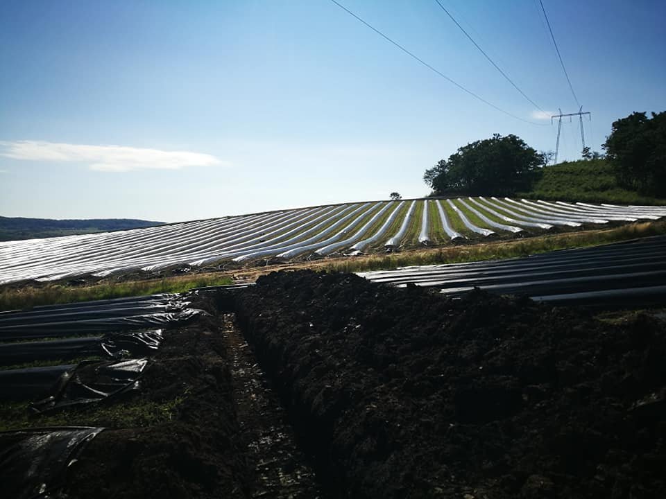 A hillside covered with rows of plastic mulch or farming fabric, with a clear blue sky and power lines overhead.