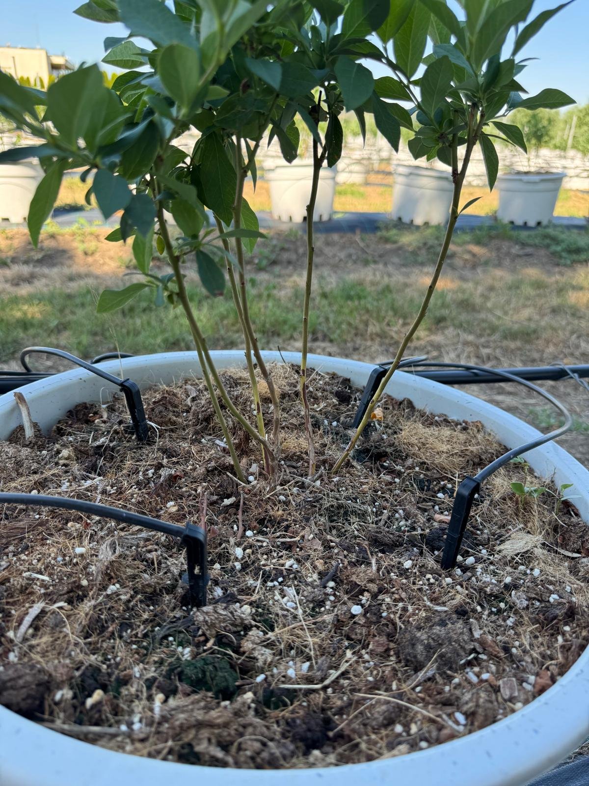 A potted plant with green leaves and multiple stems, situated outdoors in a garden or farm setting, with irrigation drip lines buried in the soil.