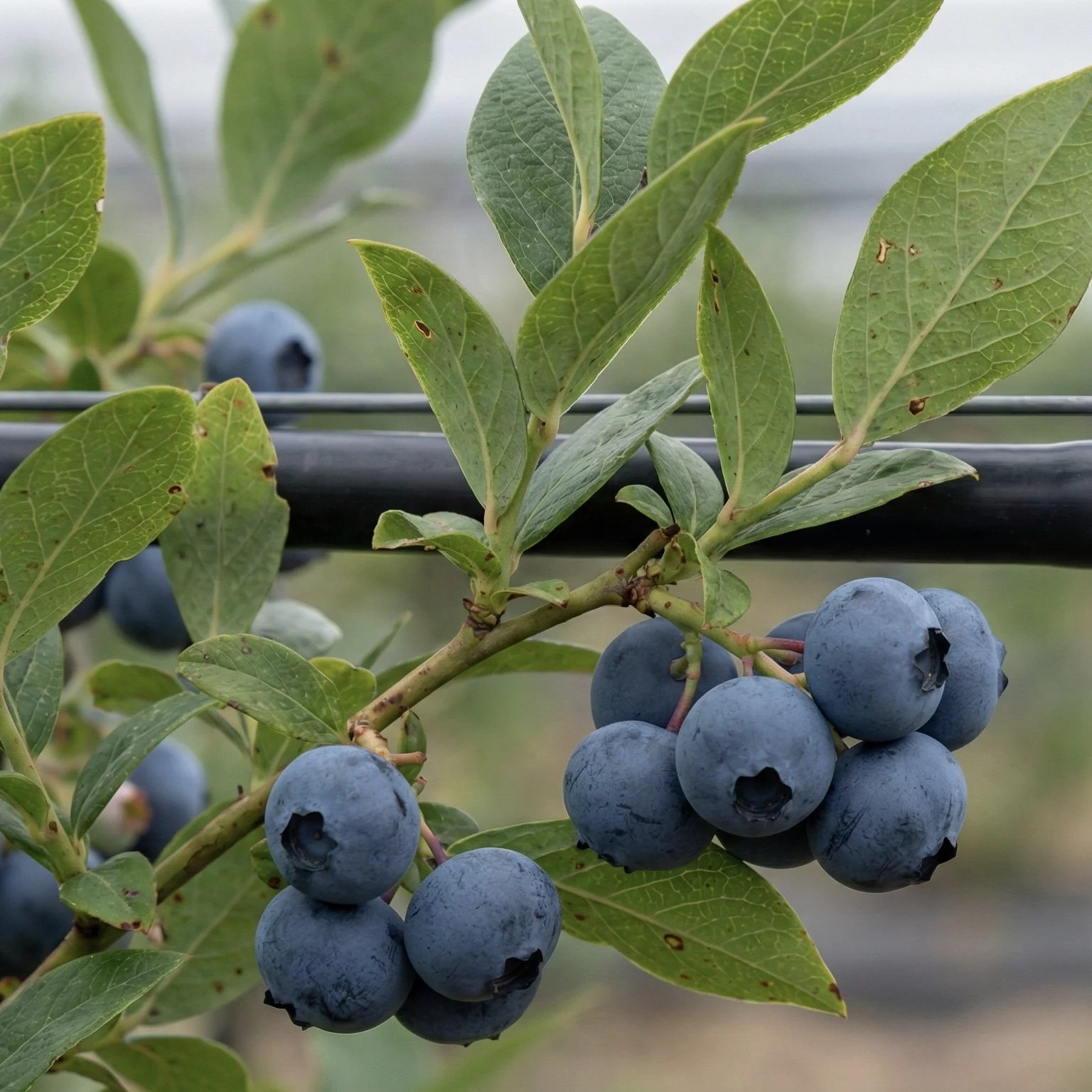 Close-up of a blueberry plant with ripe blue blueberries and green leaves.