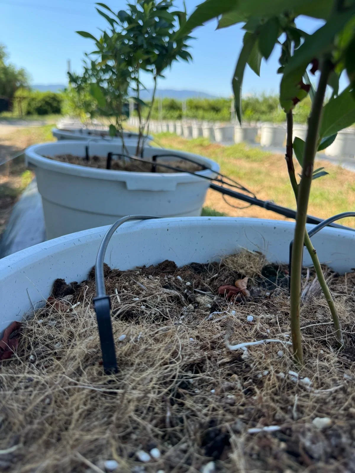 Close-up of a potted plant in a white container with a drip irrigation tube, in a farm setting with rows of similar pots in the background, under a blue sky.