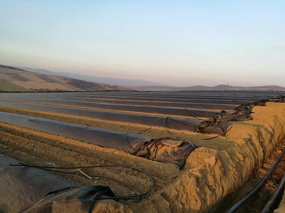 Rows of solar panels installed on a hillside with a clear sky and hills in the background.