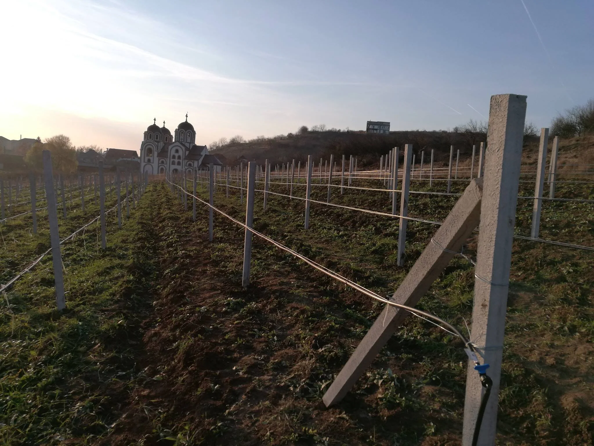 A vineyard with rows of grapevines supported by posts and wires leading toward a church with onion domes in the background under a clear sky.