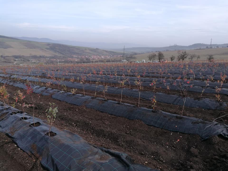 A field with young plants covered in black plastic mulch, set in rows on rolling hills under a cloudy sky.