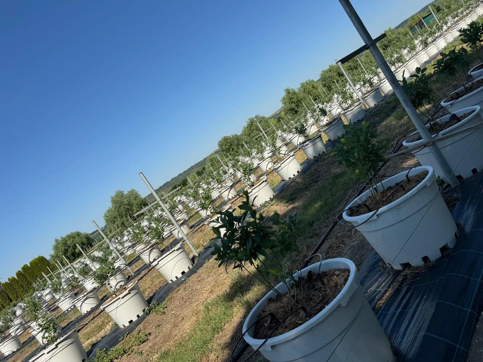 Rows of potted plants in a greenhouse or outdoor farm setup, with a clear blue sky and distant hills in the background.