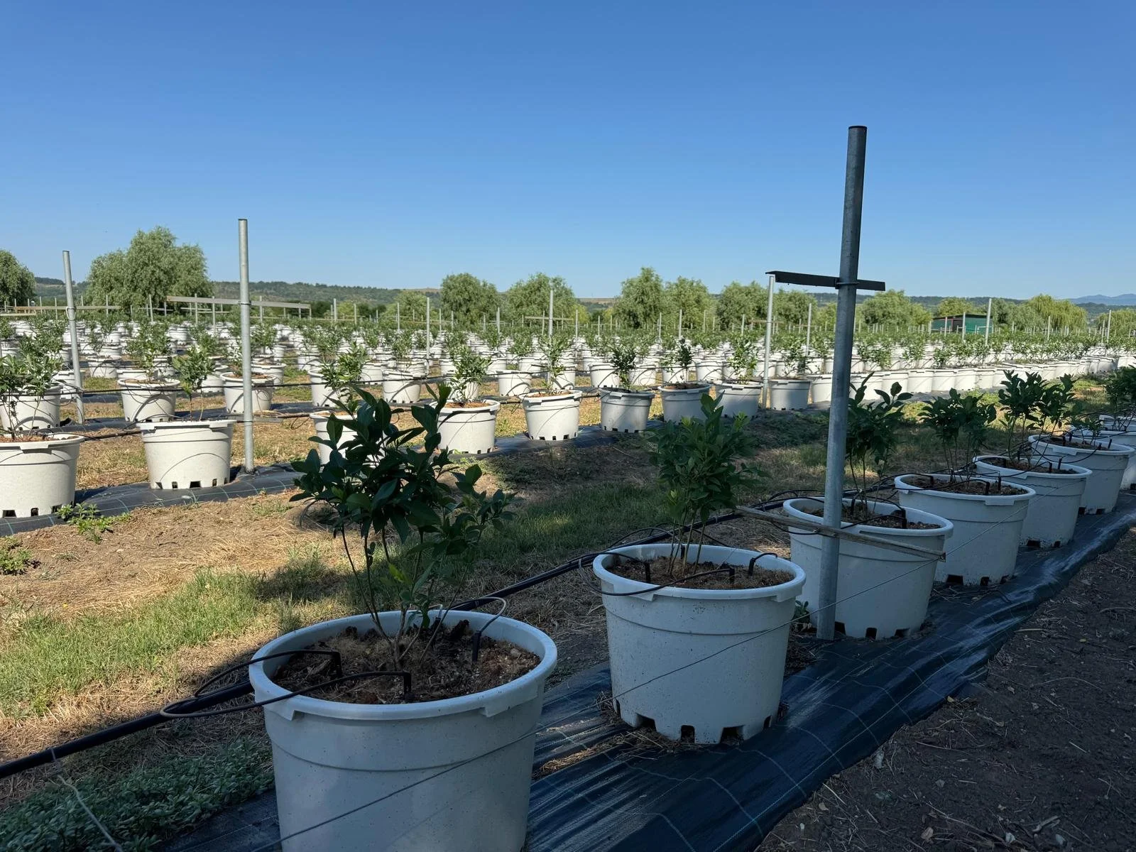 Rows of potted plants in a farm or nursery, with a drip irrigation system, under a clear blue sky.