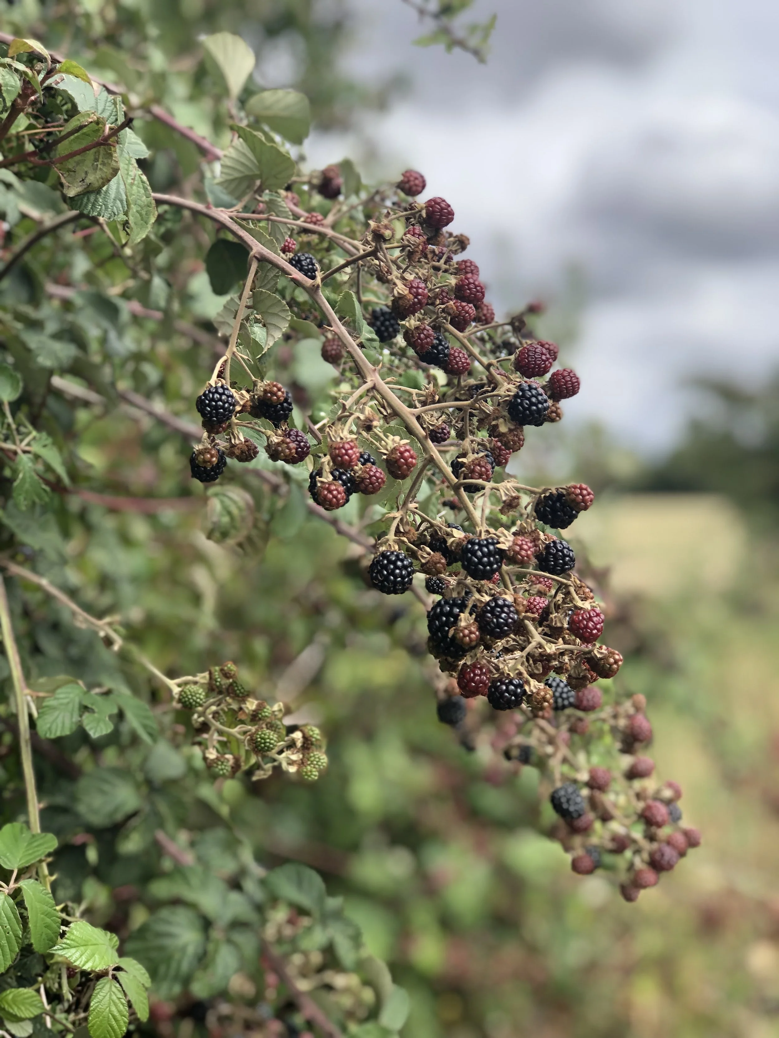 Close-up of ripening blackberries on a bush, with some berries black and ripe, others red and unripe, against a blurred natural background.