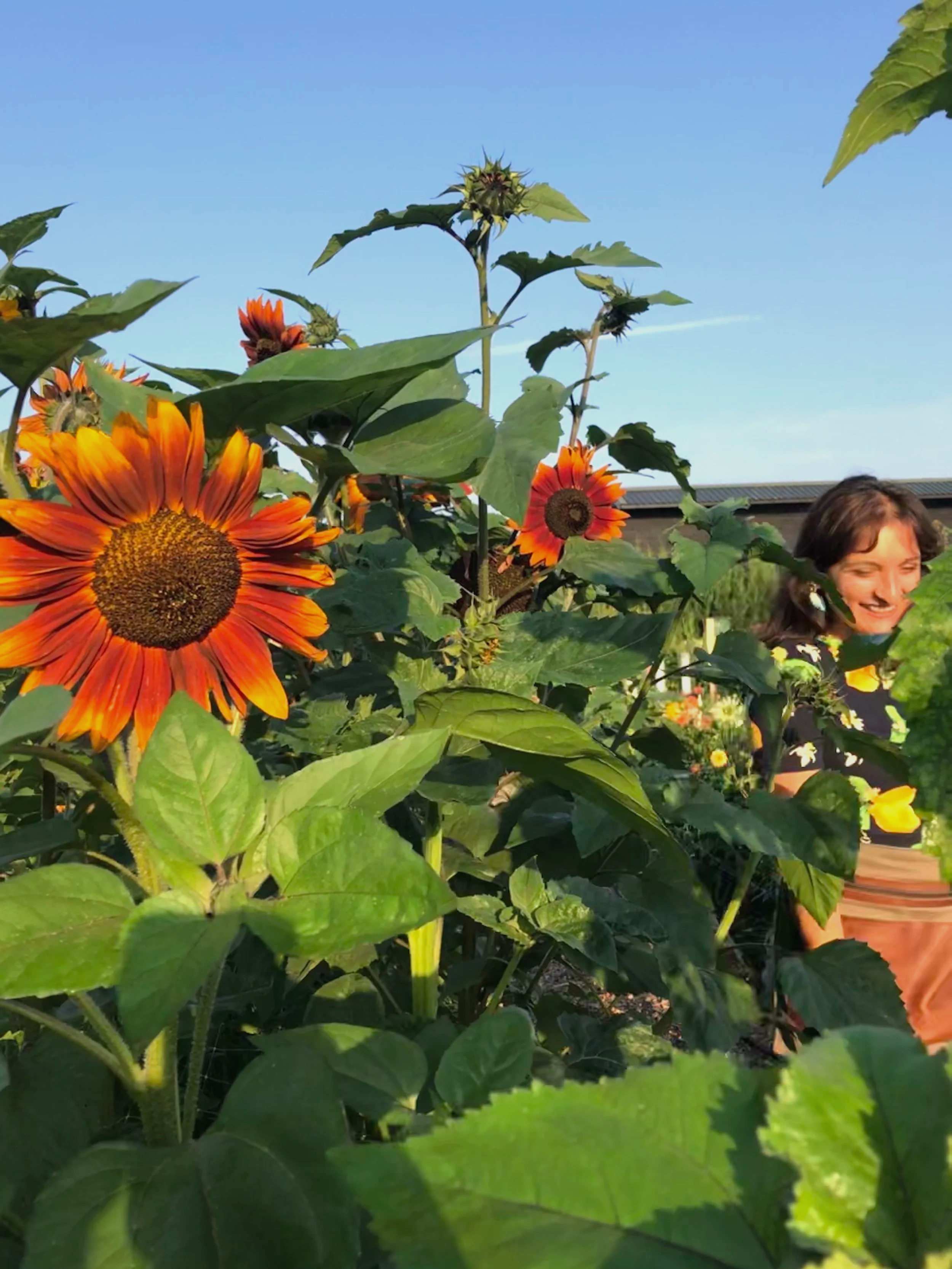 A person smiling and standing among sunflower plants outdoors on a sunny day, with a clear blue sky in the background.