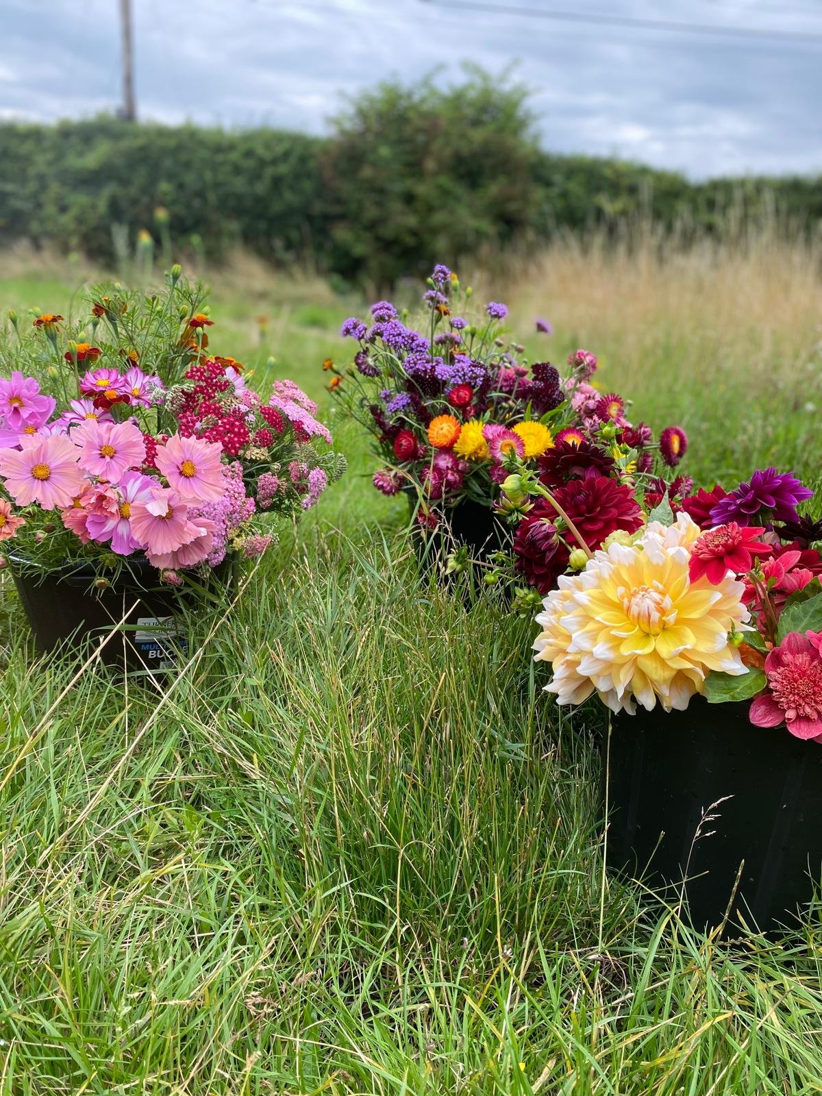 fLOS FLOWER BUCKETS.jpeg