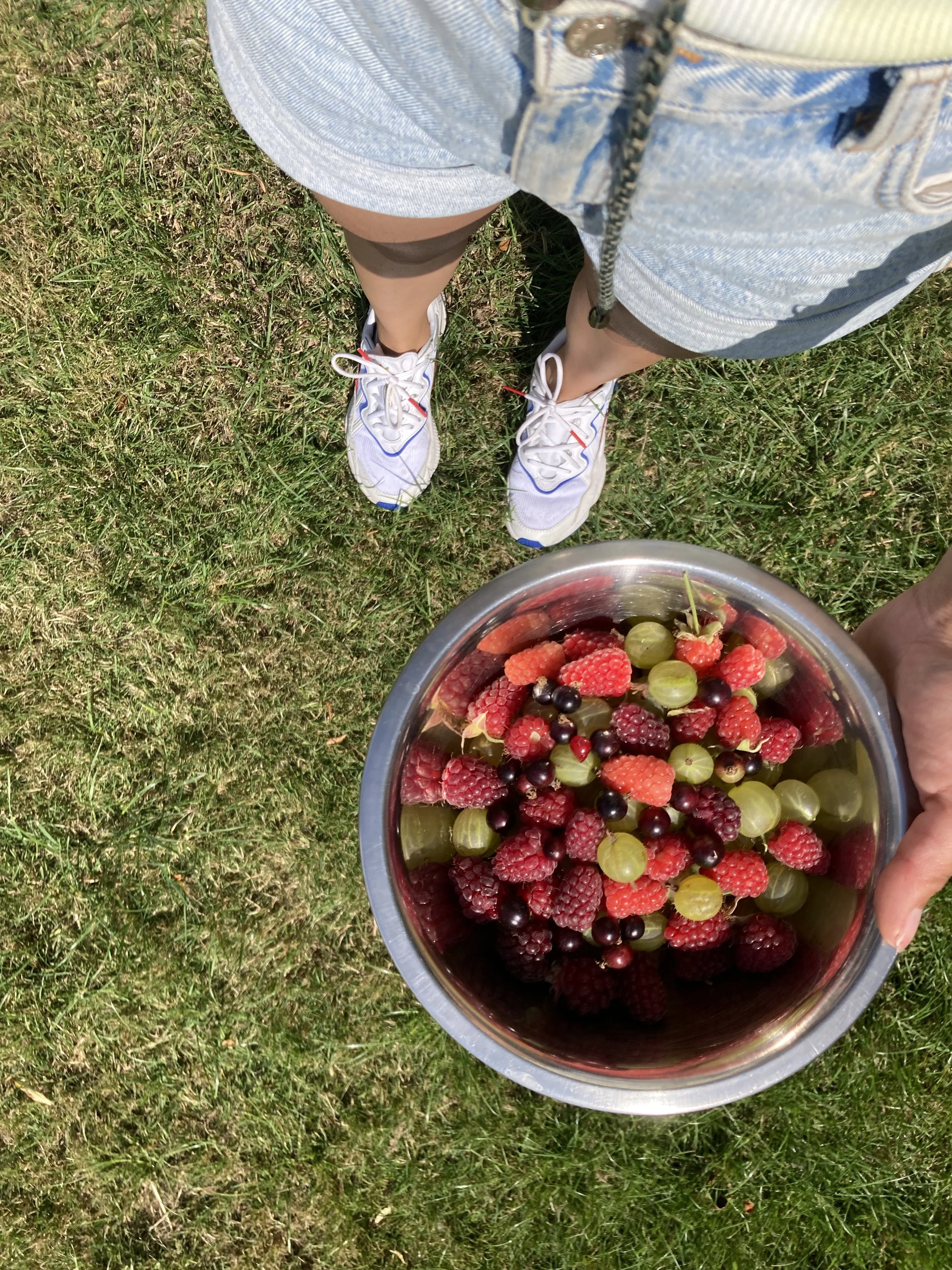 Top-down view of a person standing on grass, holding a metal bowl filled with fresh berries like raspberries, blackberries, and green grapes.