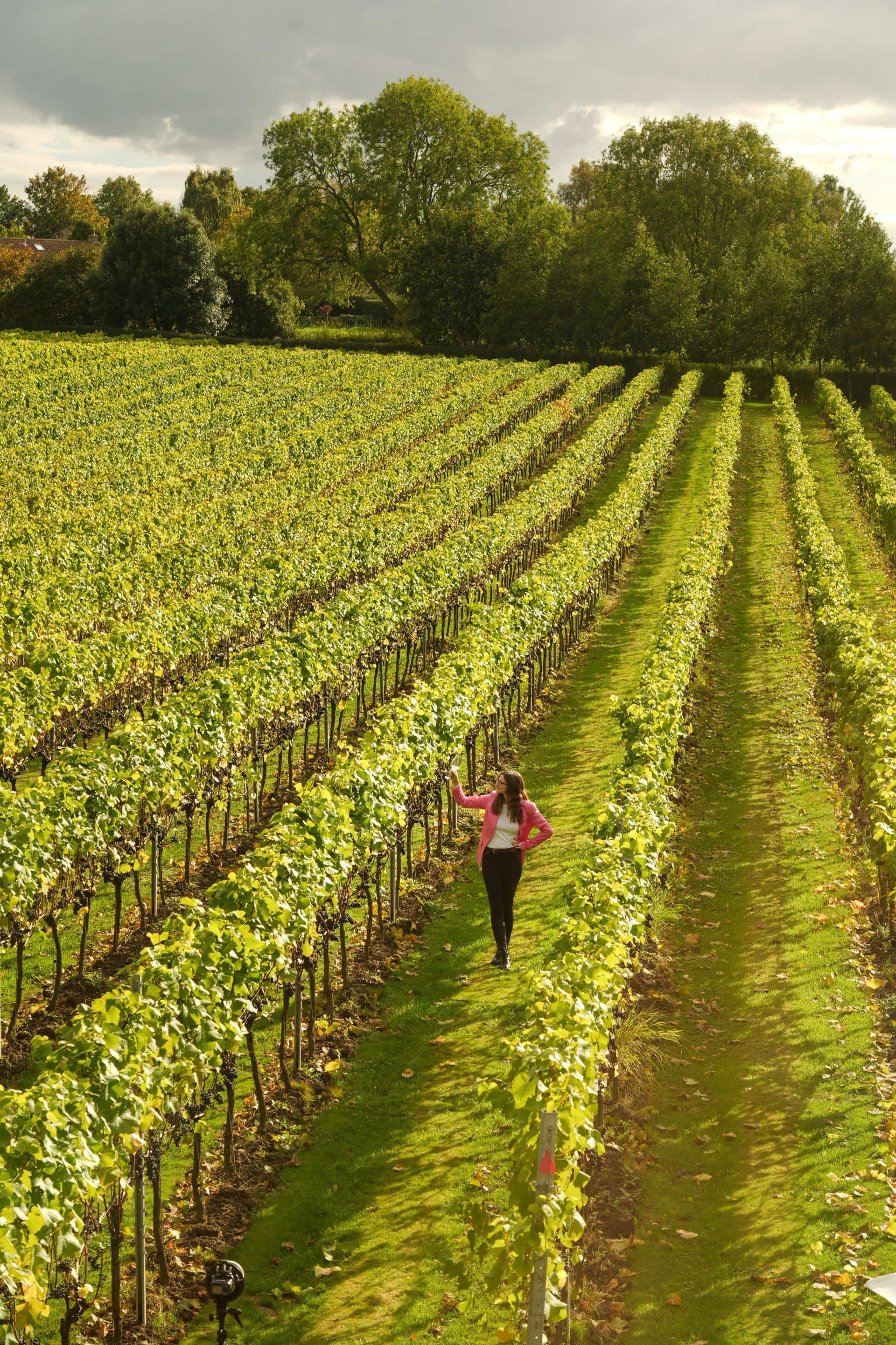 English Wine and Champagne go-to-market consultancy, representation, wine fairs, marketing and events services. Trade and consumer wine events