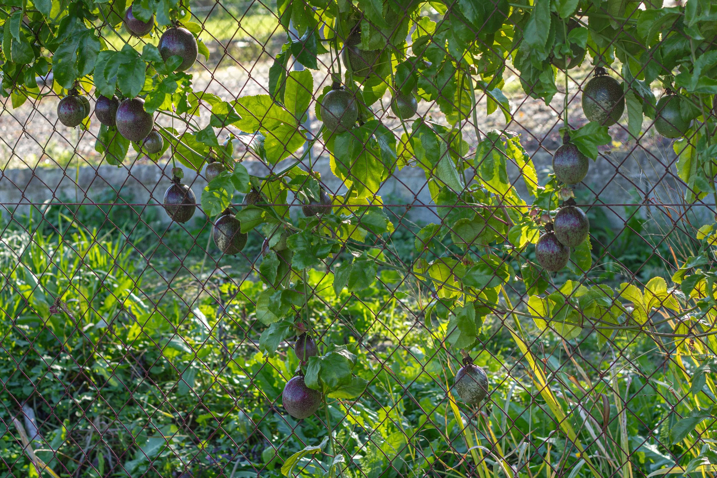 Black grapes growing on a vine behind a wire fence, with sunlight filtering through green leaves.