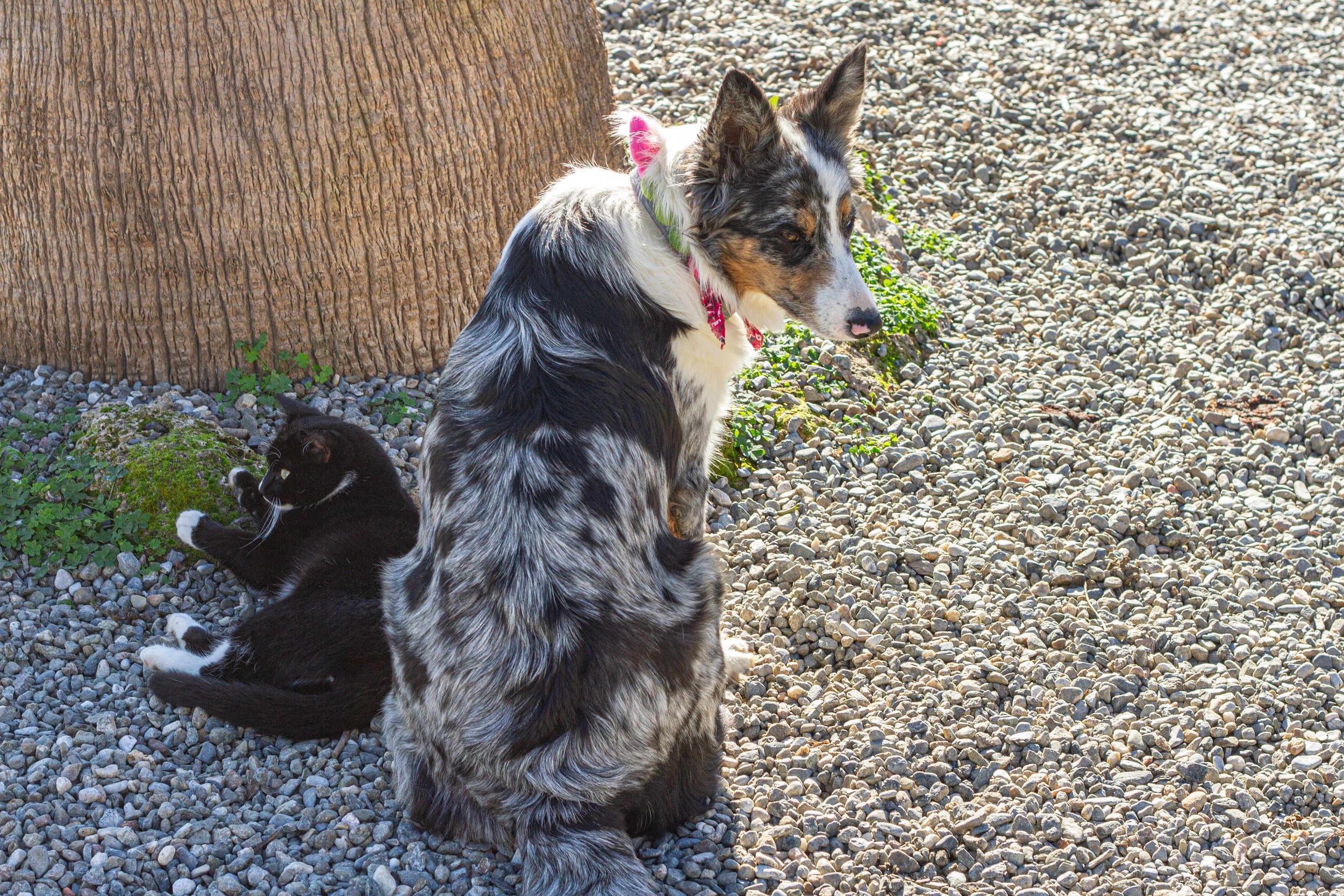An Australian Shepherd dog with a merle coat sitting on gravel next to a black and white cat lying on its back near a tree trunk.