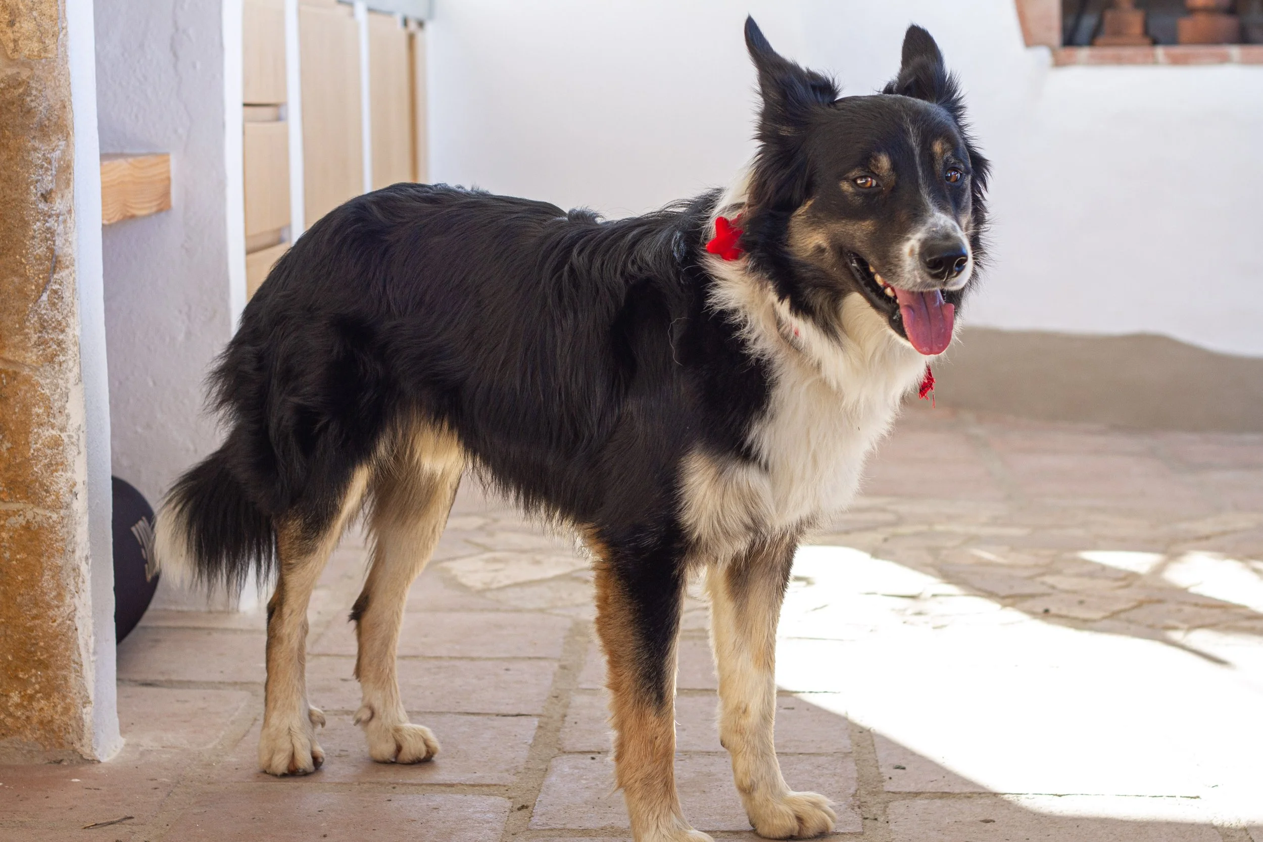 A black, white, and tan border collie dog standing on a stone-paved patio near a white wall, wearing red collar tags, with its tongue out.