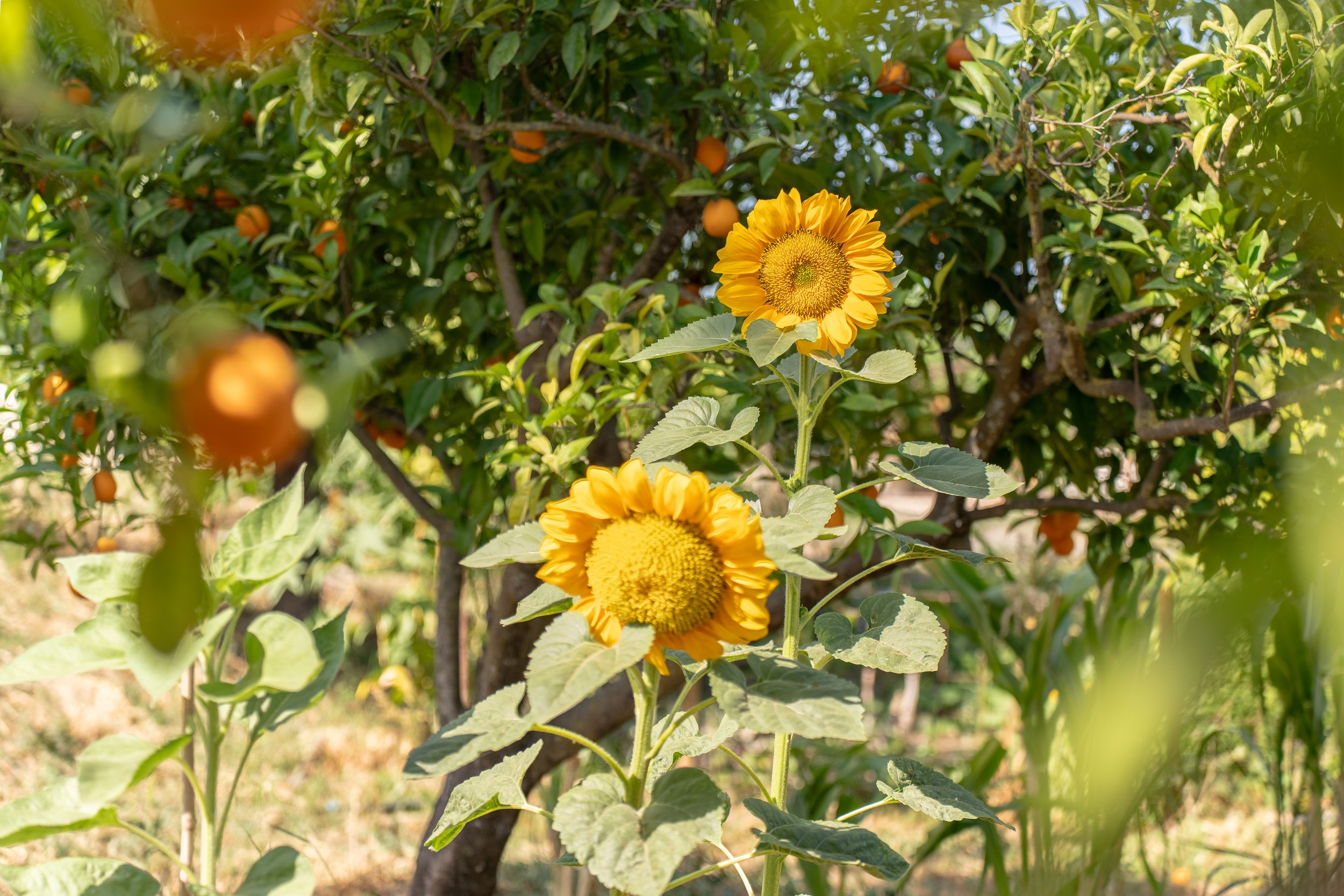 Finca Verde-019.jpg