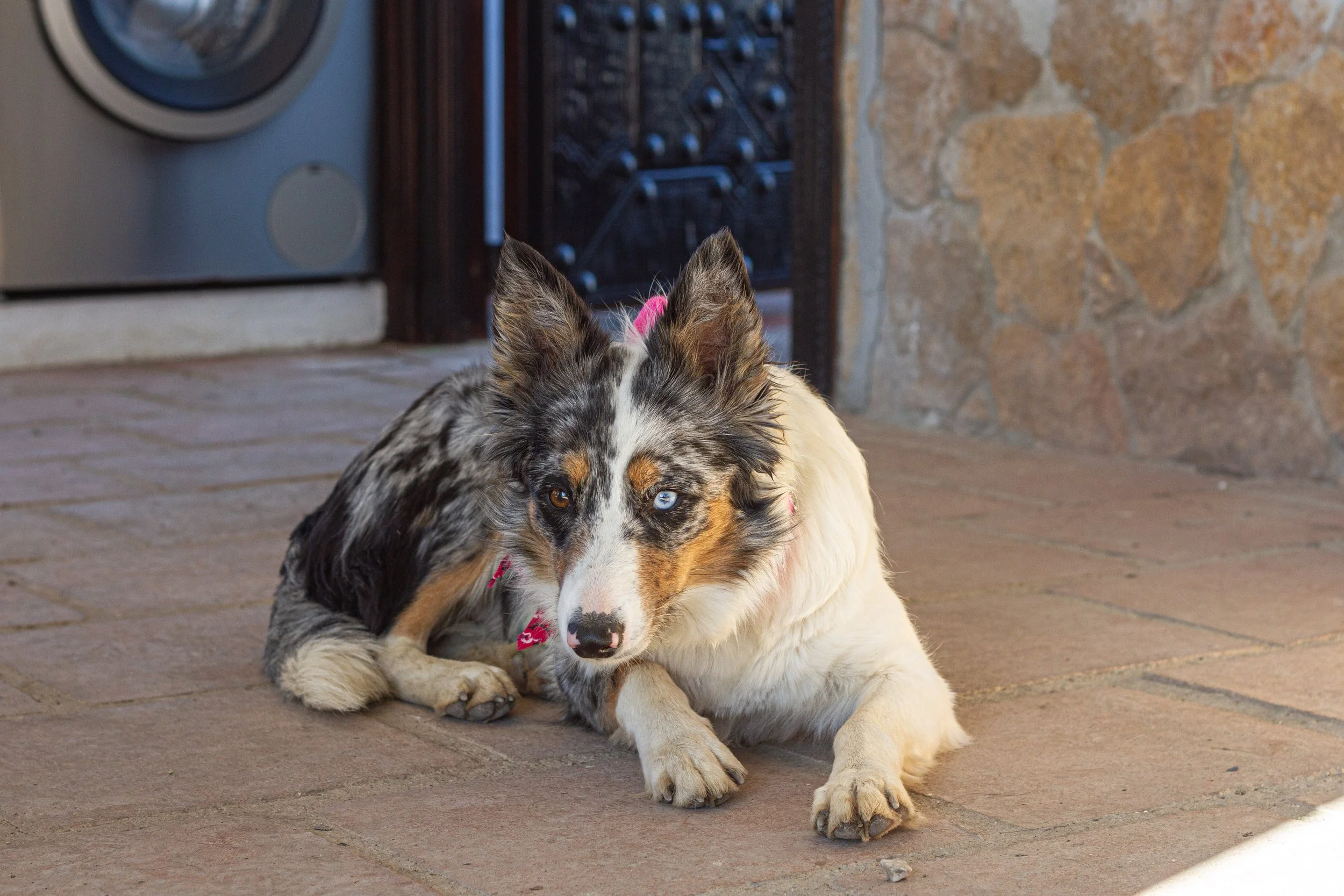 A merle Australian Shepherd dog lying on a brick patio, with one blue eye and one brown eye, looking at the camera.