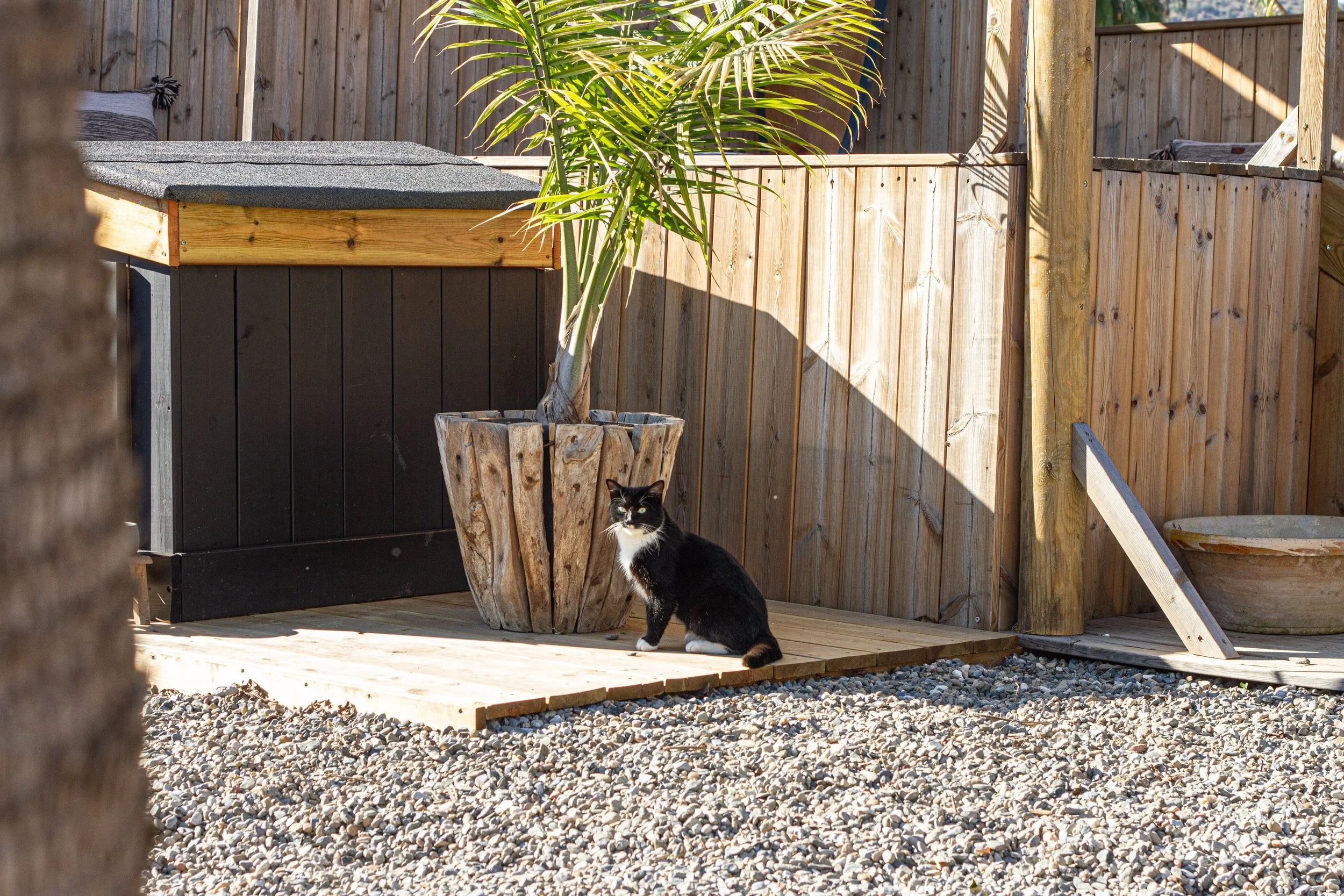 A black and white cat sitting on a wooden deck next to a potted palm tree in an outdoor yard with a wooden fence.