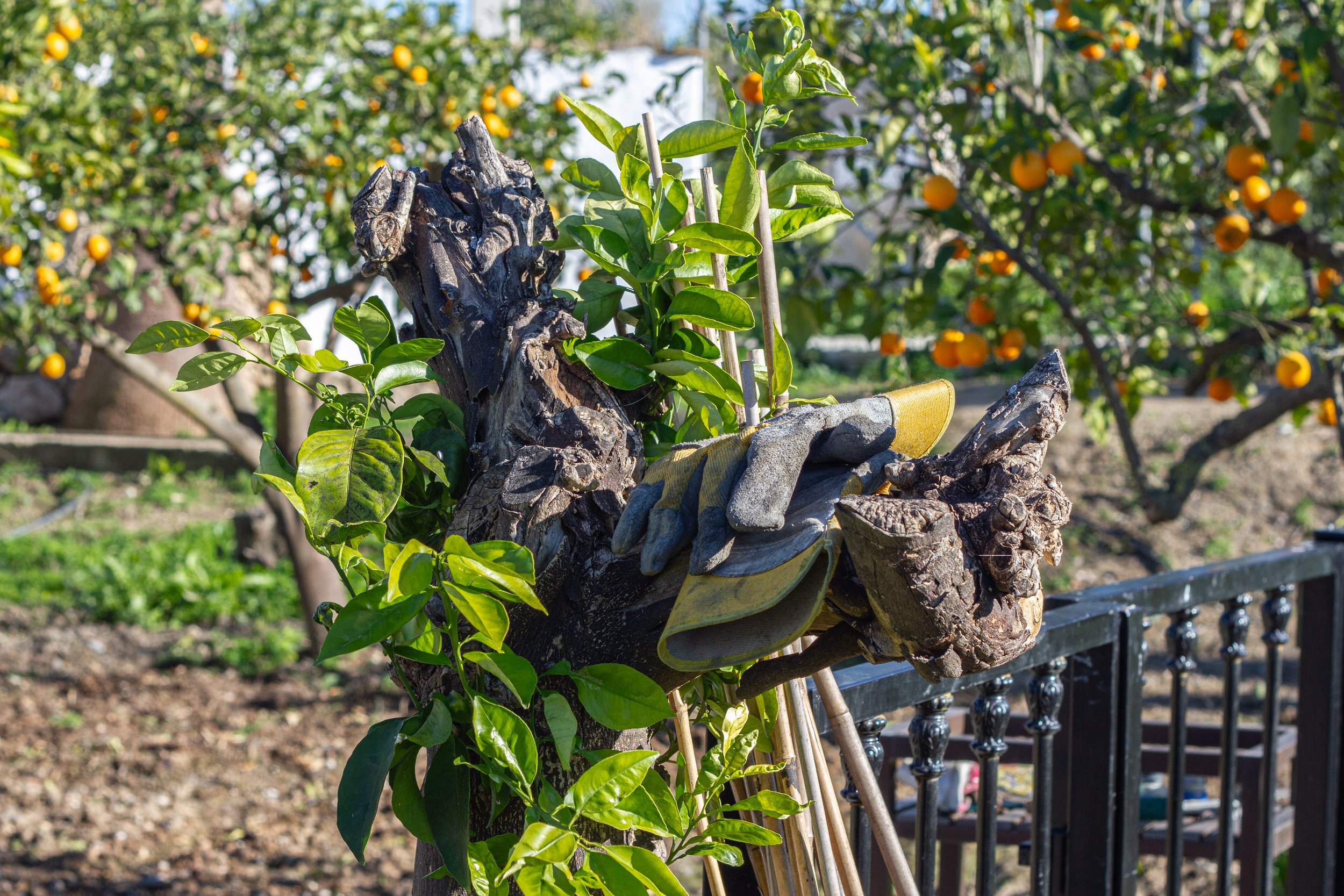 A pair of gardening gloves rest on a weathered tree stump with green plants growing around it. In the background, there are orange trees loaded with ripe oranges.