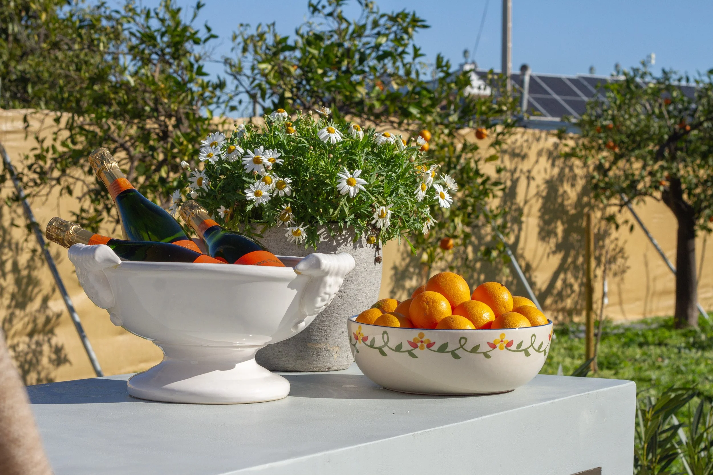 A white table with a large white bowl of oranges, a gray pot of white daisies, and a white pedestal dish with three bottles of champagne, set outdoors with trees and a yellow fence in the background.