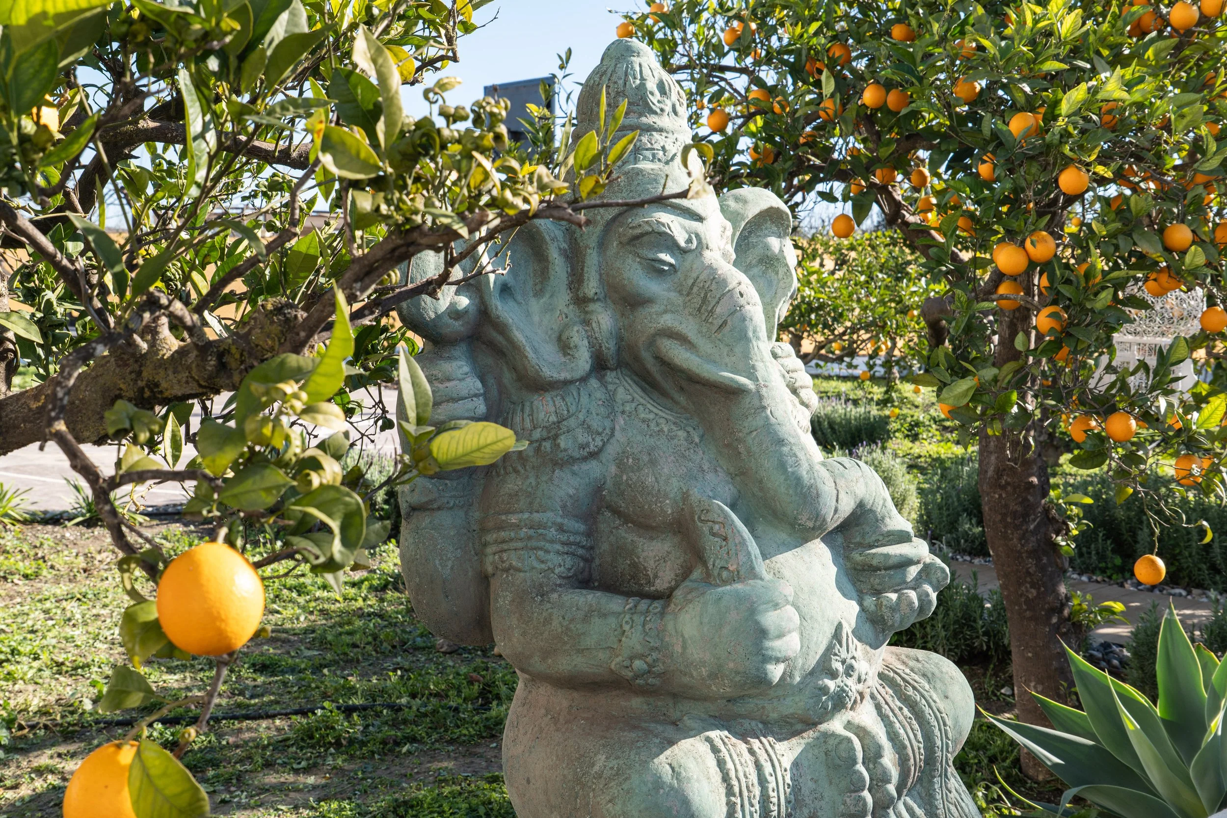 A stone statue of Ganesha, the Hindu elephant-headed deity, surrounded by orange trees with ripe oranges in a garden.