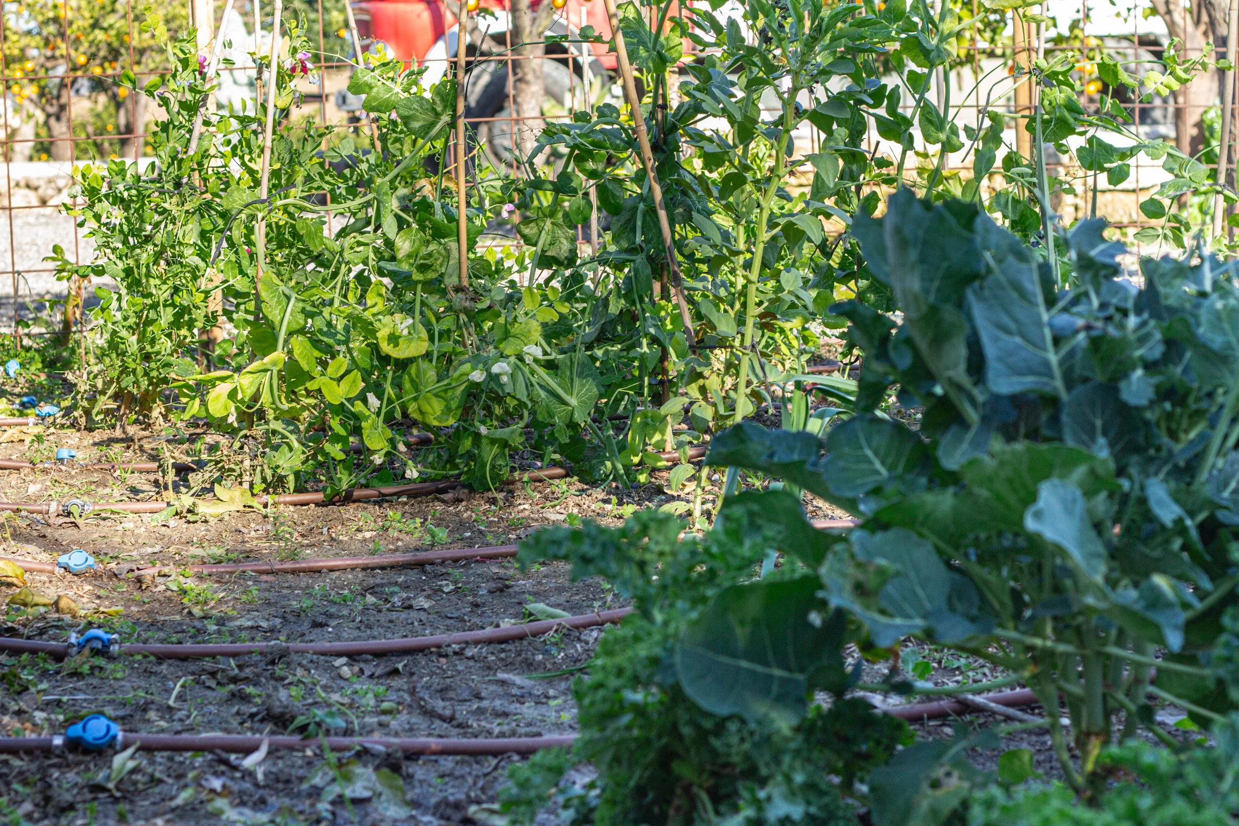 A garden with lush green plants including tomato and pea plants, supported by bamboo stakes and a gardening drip irrigation system with blue emitter nozzles, on sunny ground.
