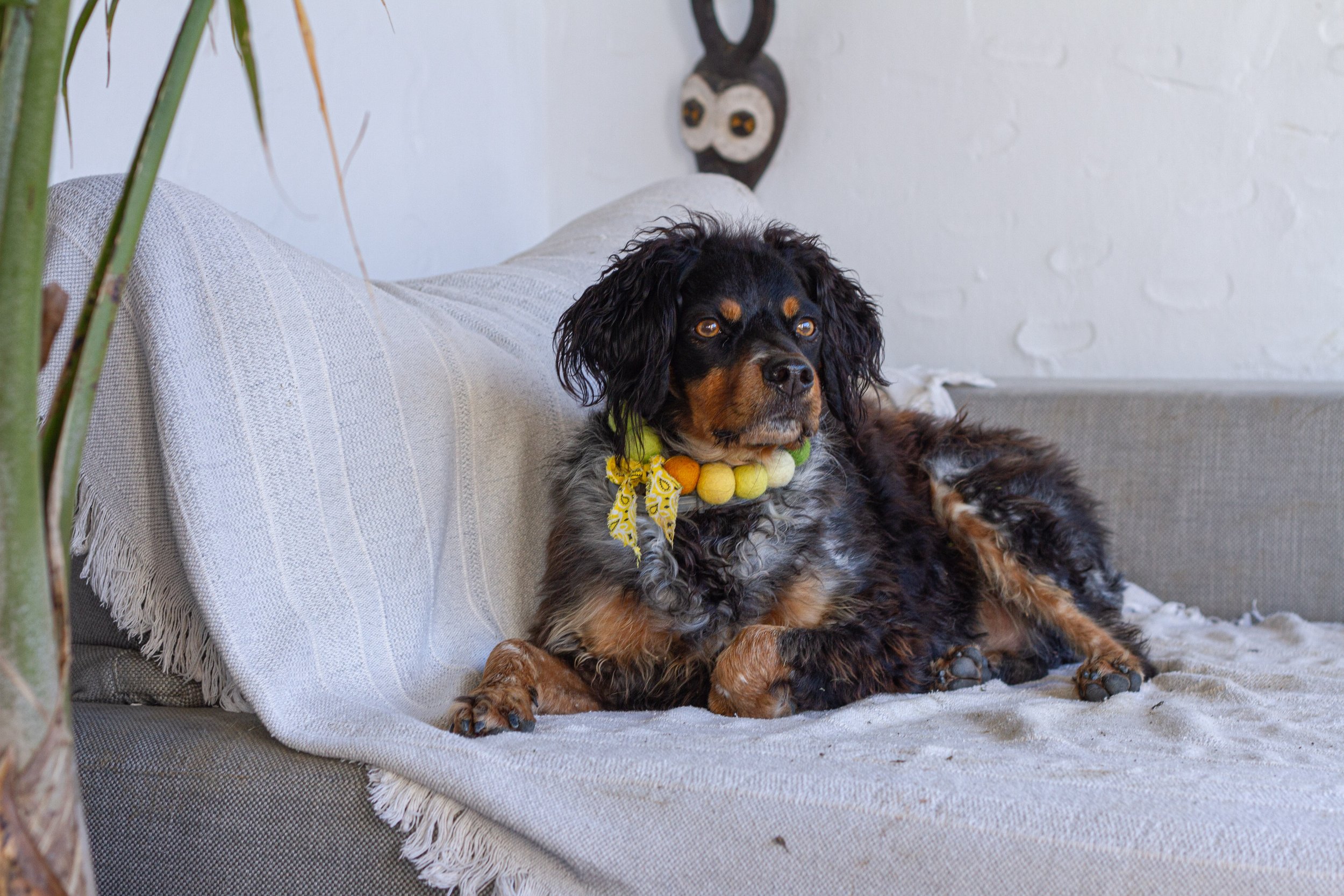 A black and tan dog with long, curly ears lying on a beige couch with a white, fringed blanket. The dog wears a colorful felt ball necklace and a yellow bandana with white patterns. In the background, there is a decorative wall piece resembling a fac