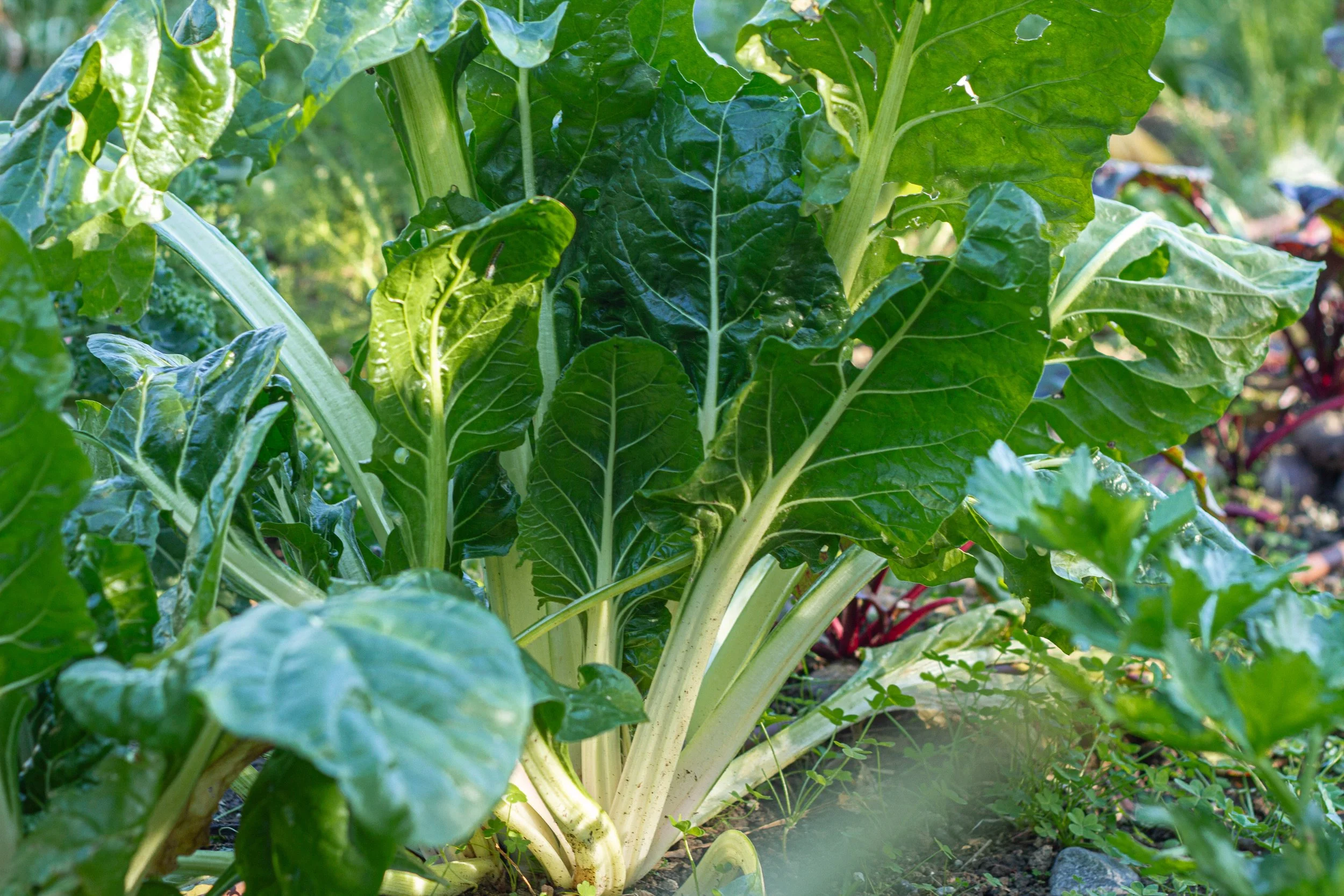 Close-up of Swiss chard plant with large green leaves and white stems growing in a garden.
