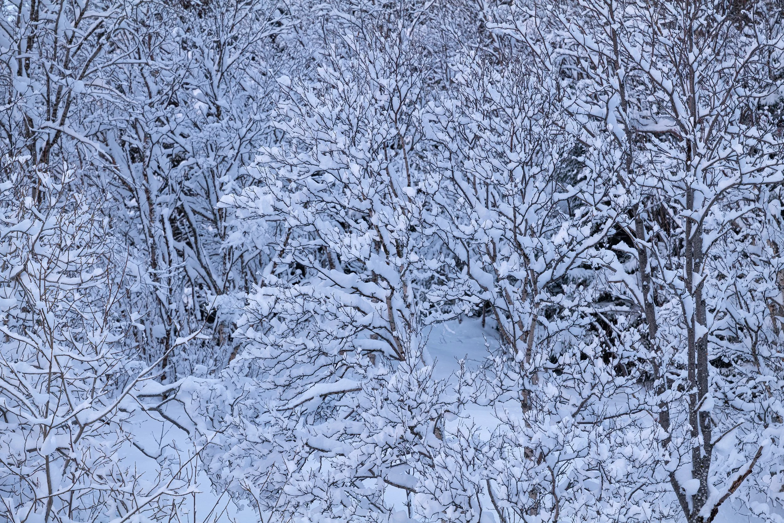 L1000397.jpg