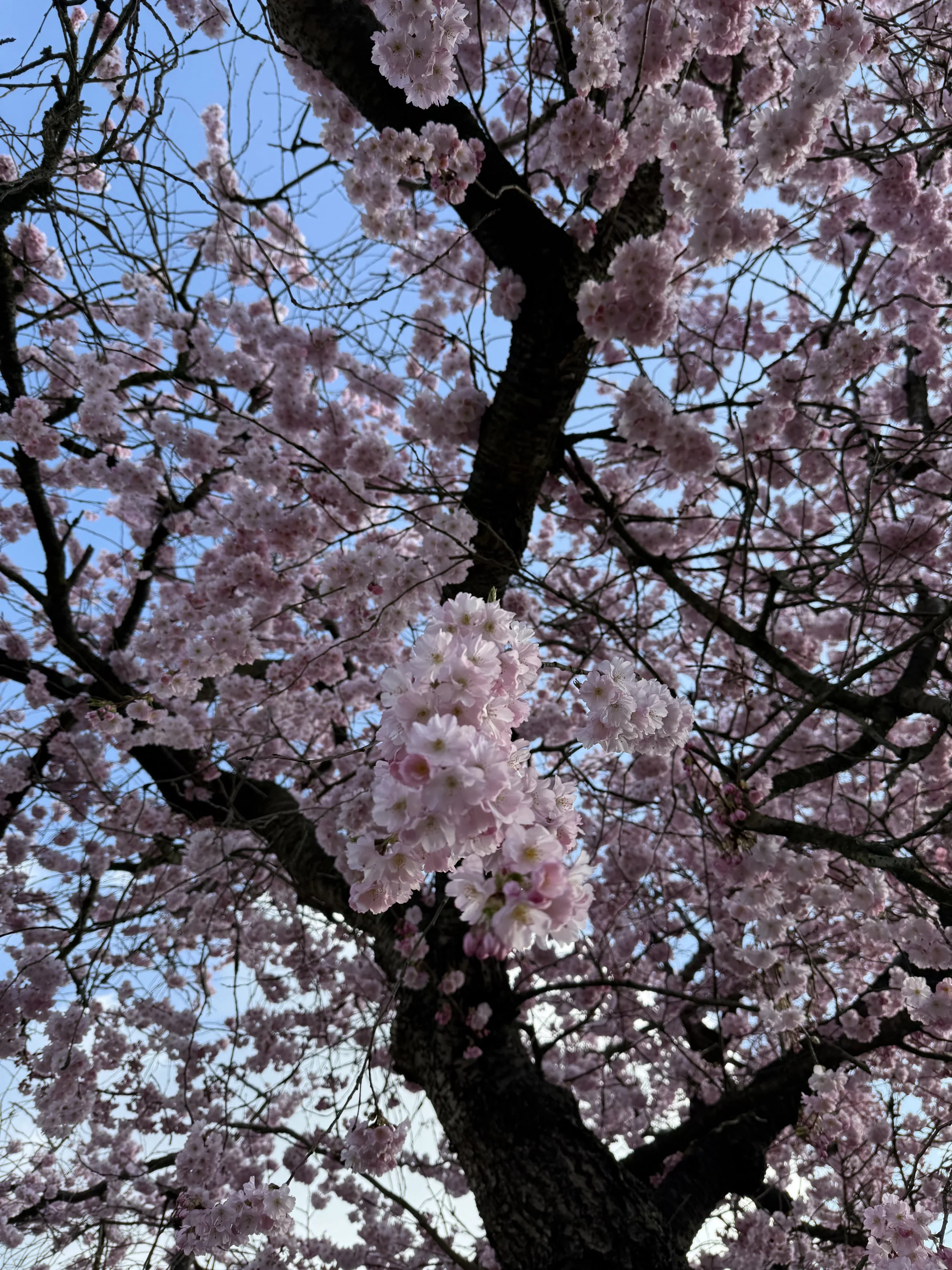 IMG_8746.jpeg