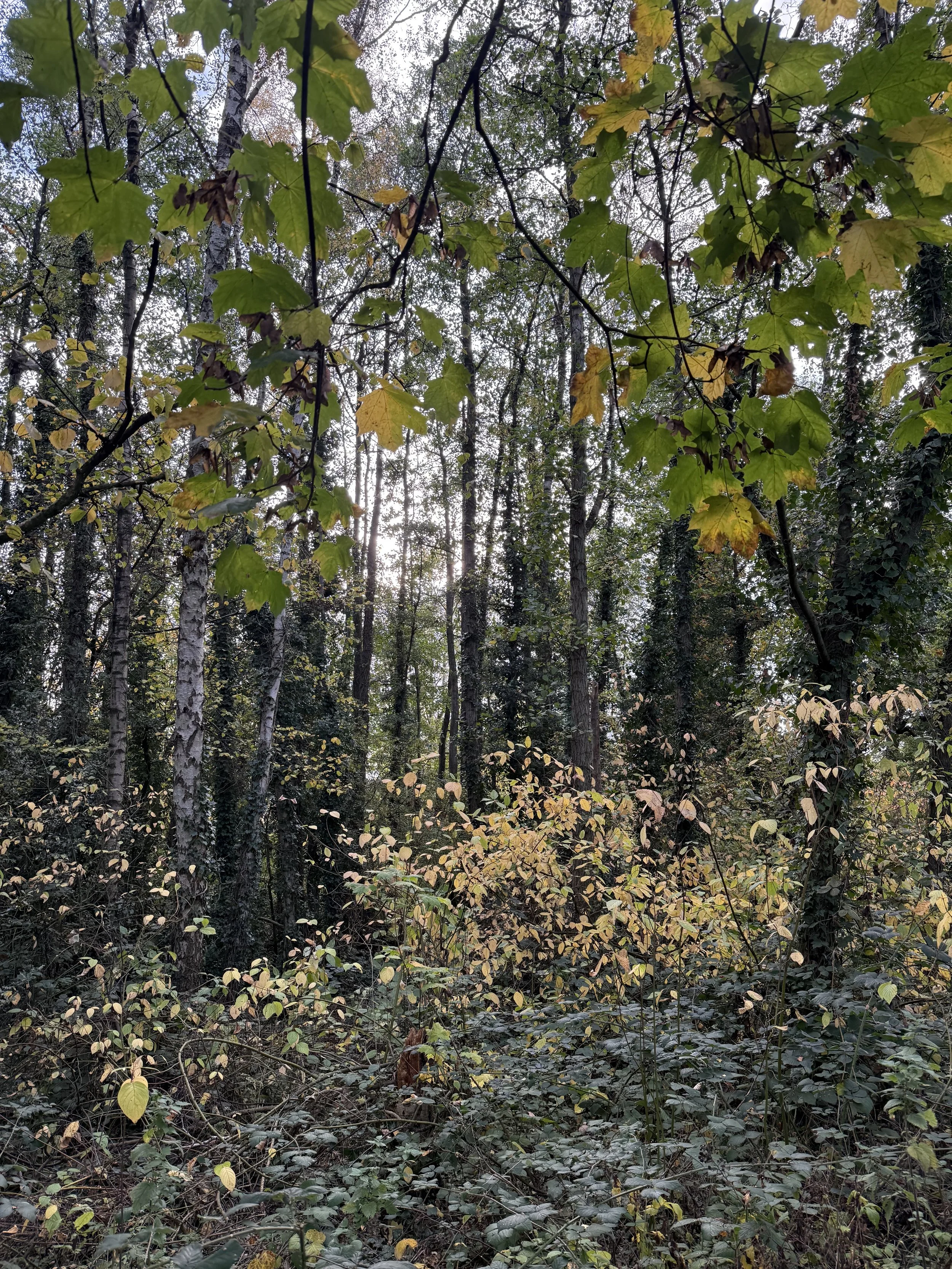IMG_5365.jpeg