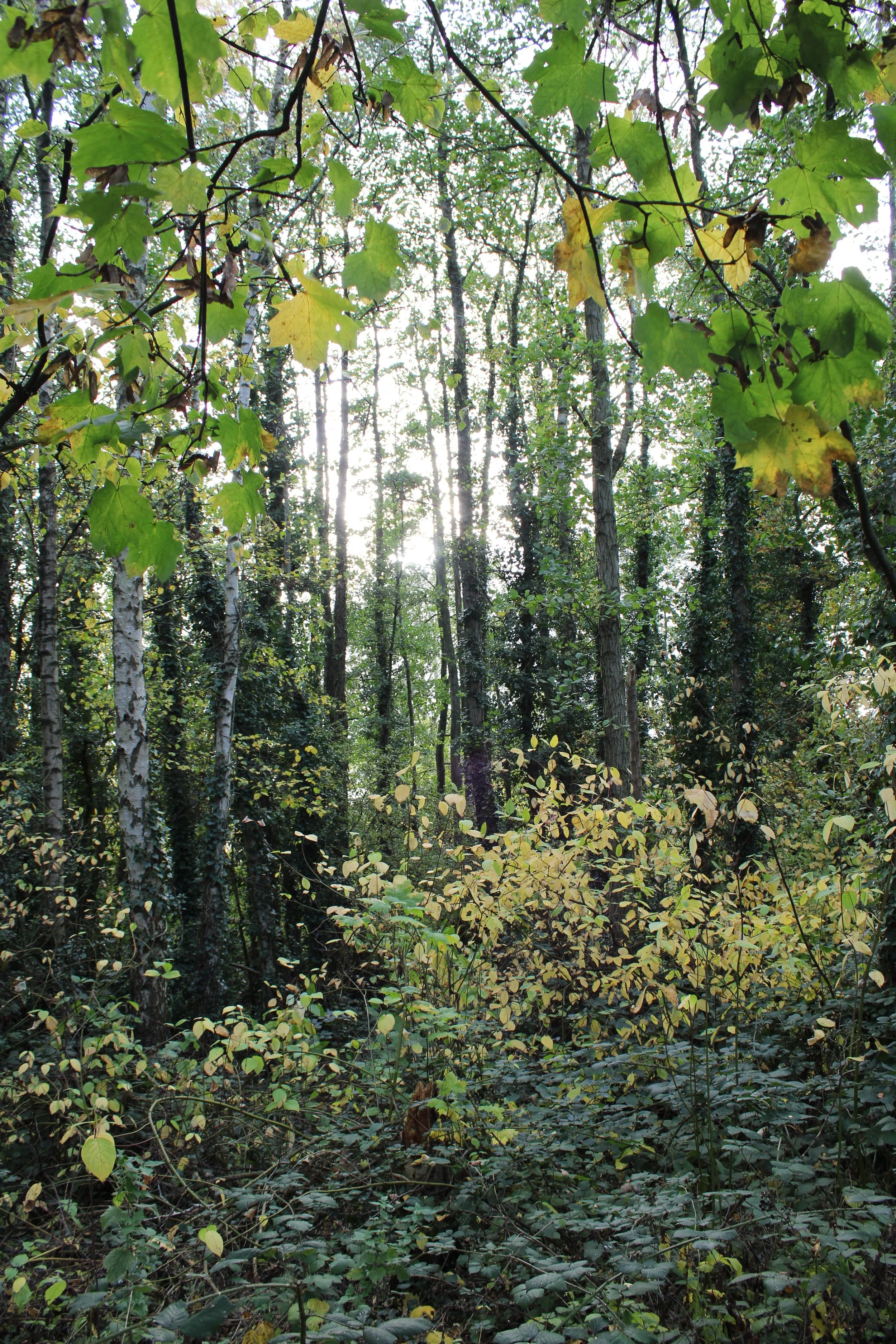 Landscape