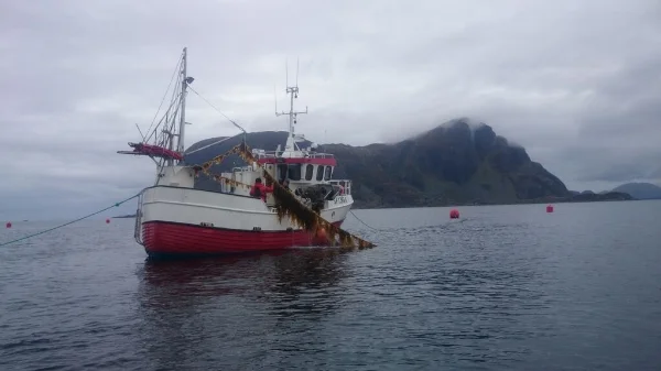  Den lokale bedrifta Seaweed AS,&nbsp;høstar her tare frå eit taredyrkingsanlegg levert av Værlandet Fiskeredskap AS.
