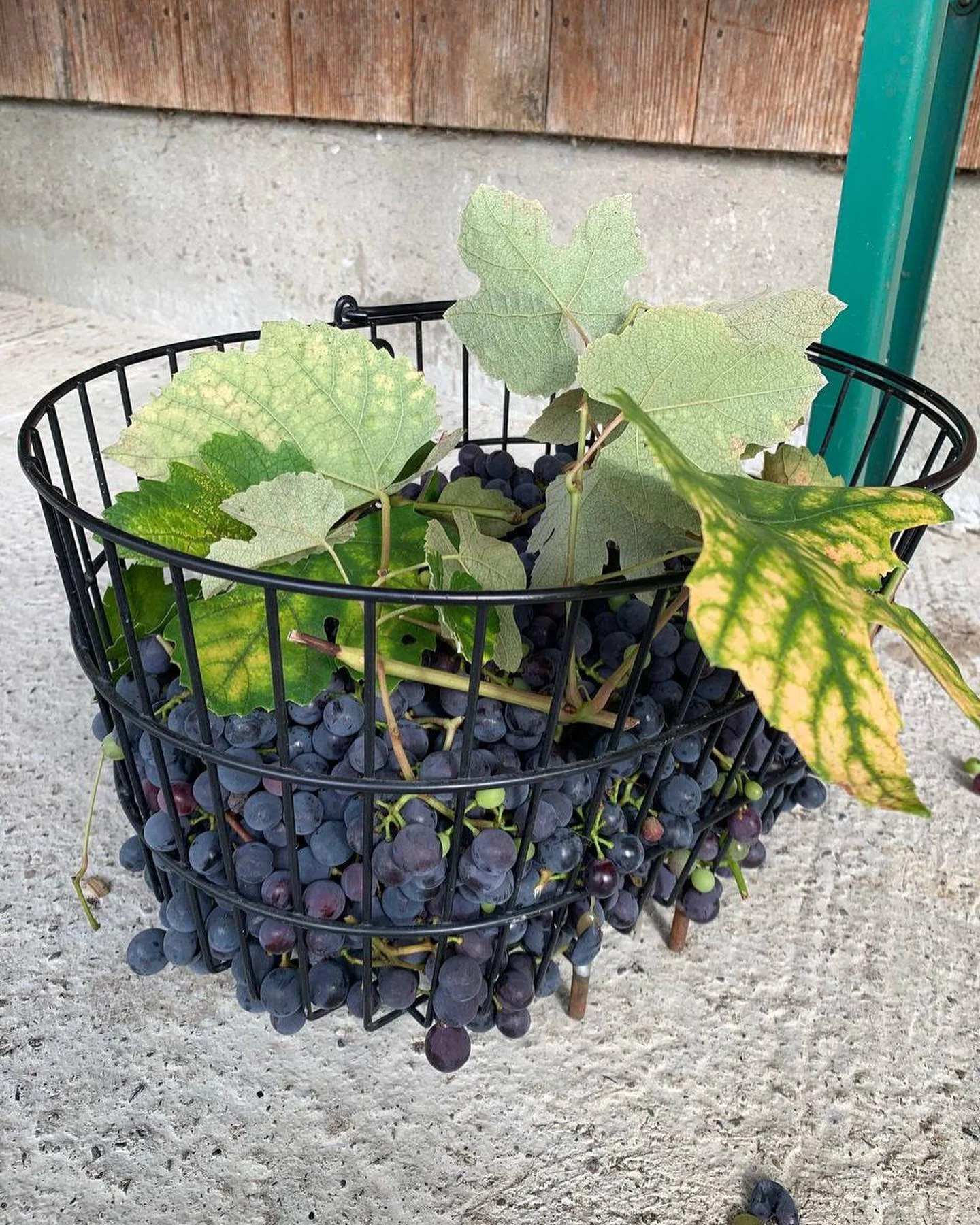 Rebenernte ist angesagt!