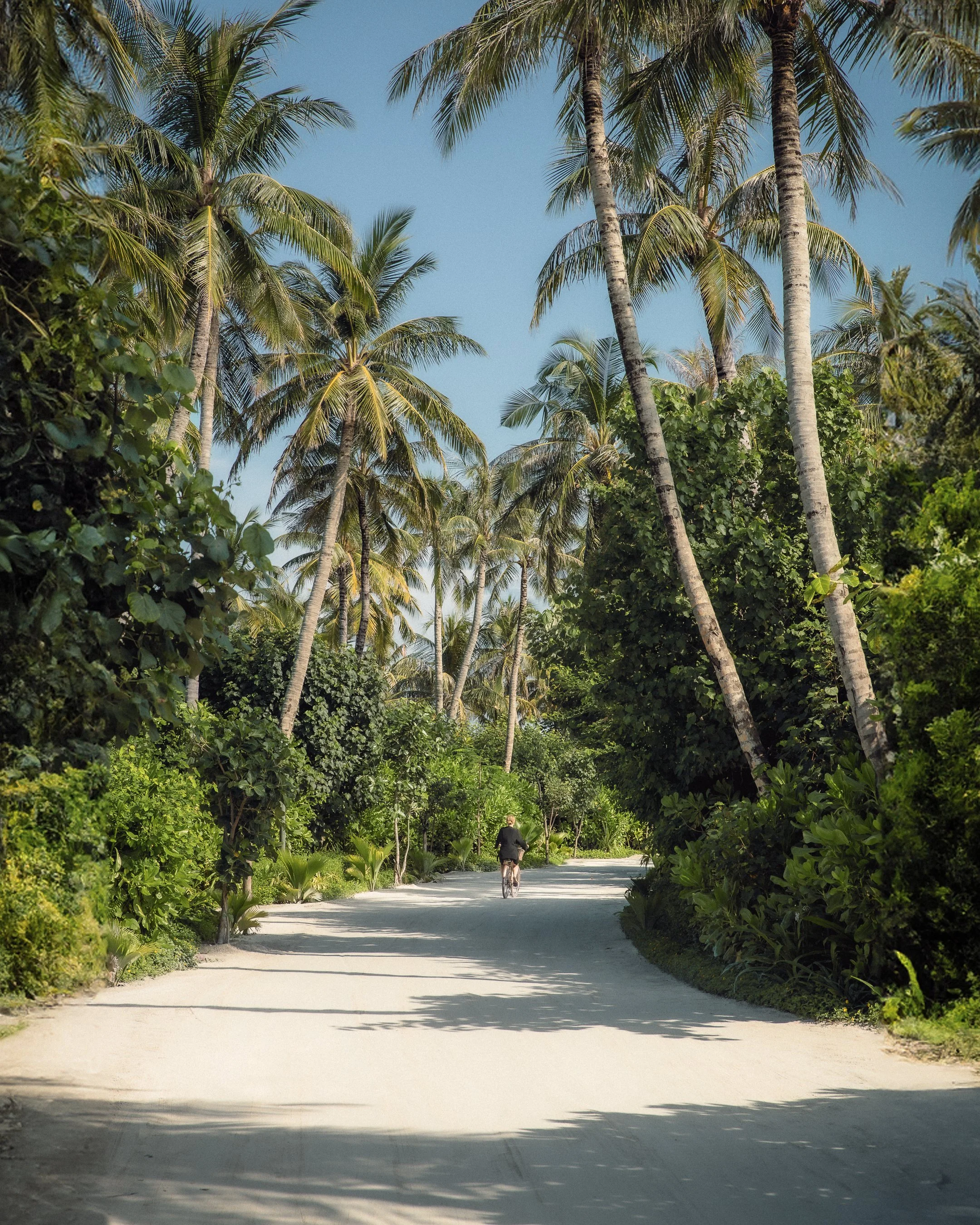 An image of a pathway surrounded by palm trees.