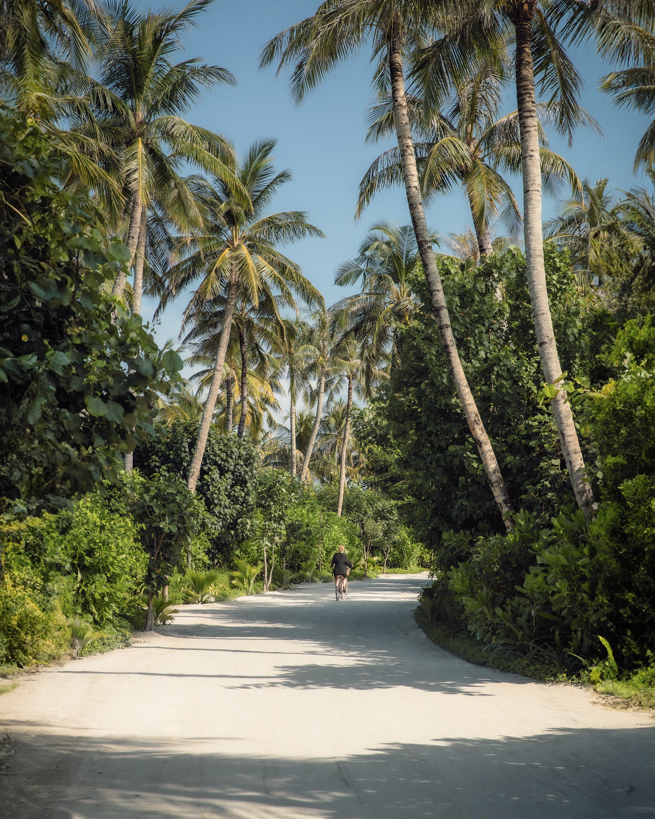 An image of a pathway surrounded by palm trees.