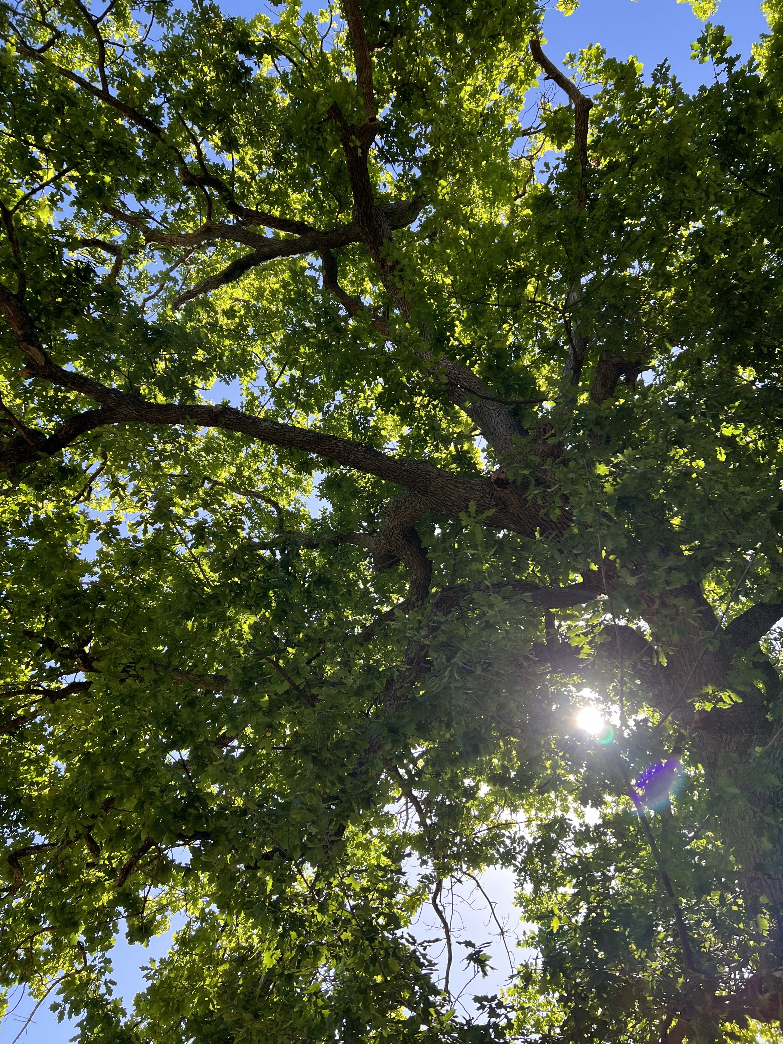 Looking up at a large green leafy tree with the bright sun shining through the branches.
