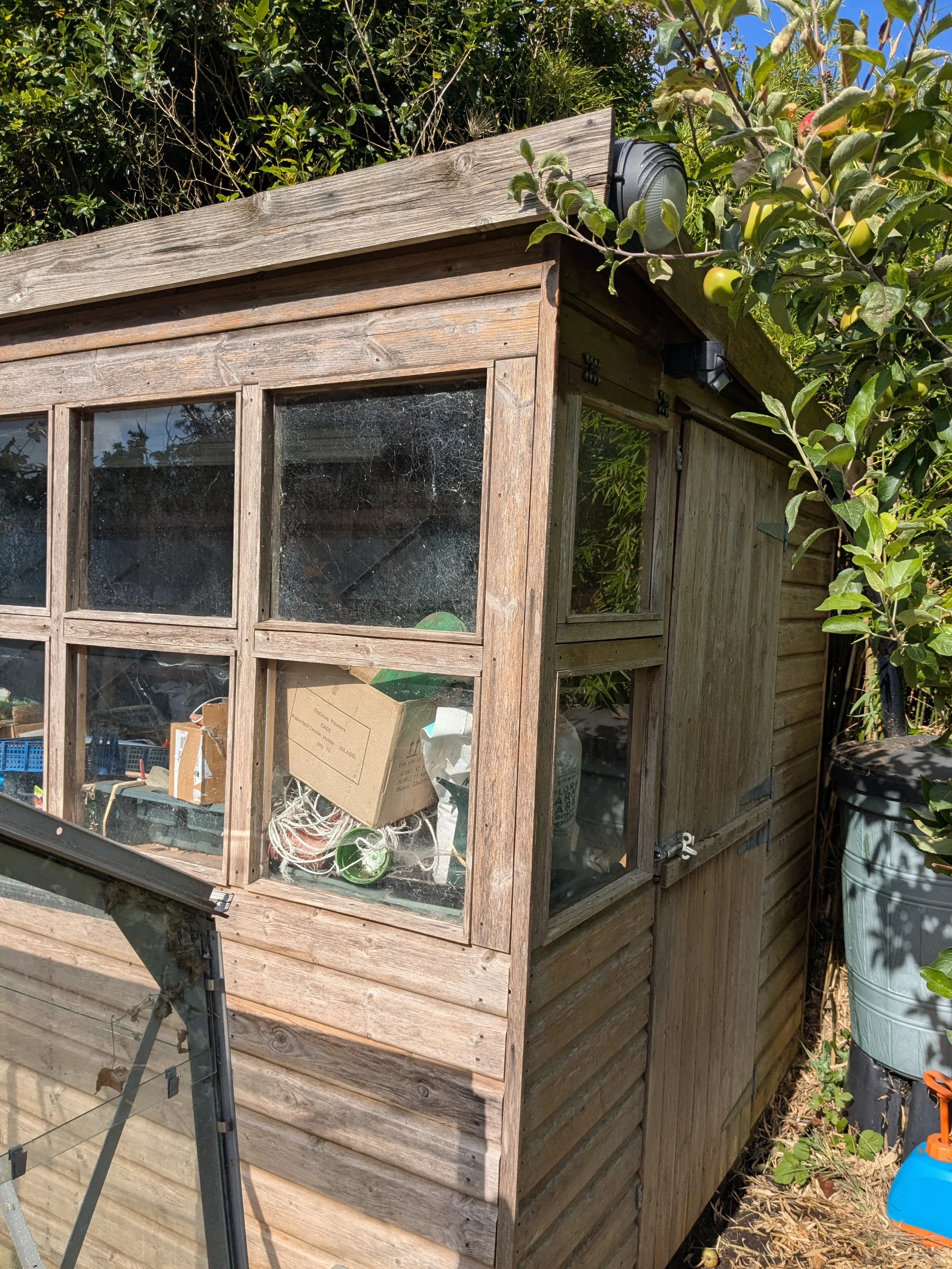A wooden shed with glass windows containing various items, surrounded by greenery and plants, including an apple tree with green apples.