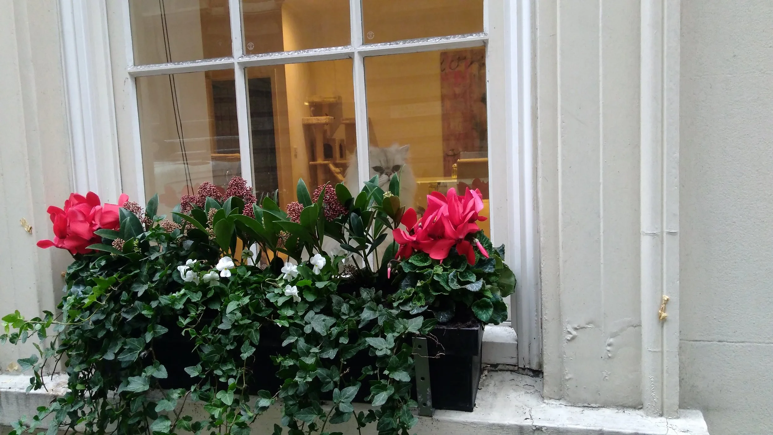 A window with flower boxes containing pink and white flowers, and a cat watching from inside the house.
