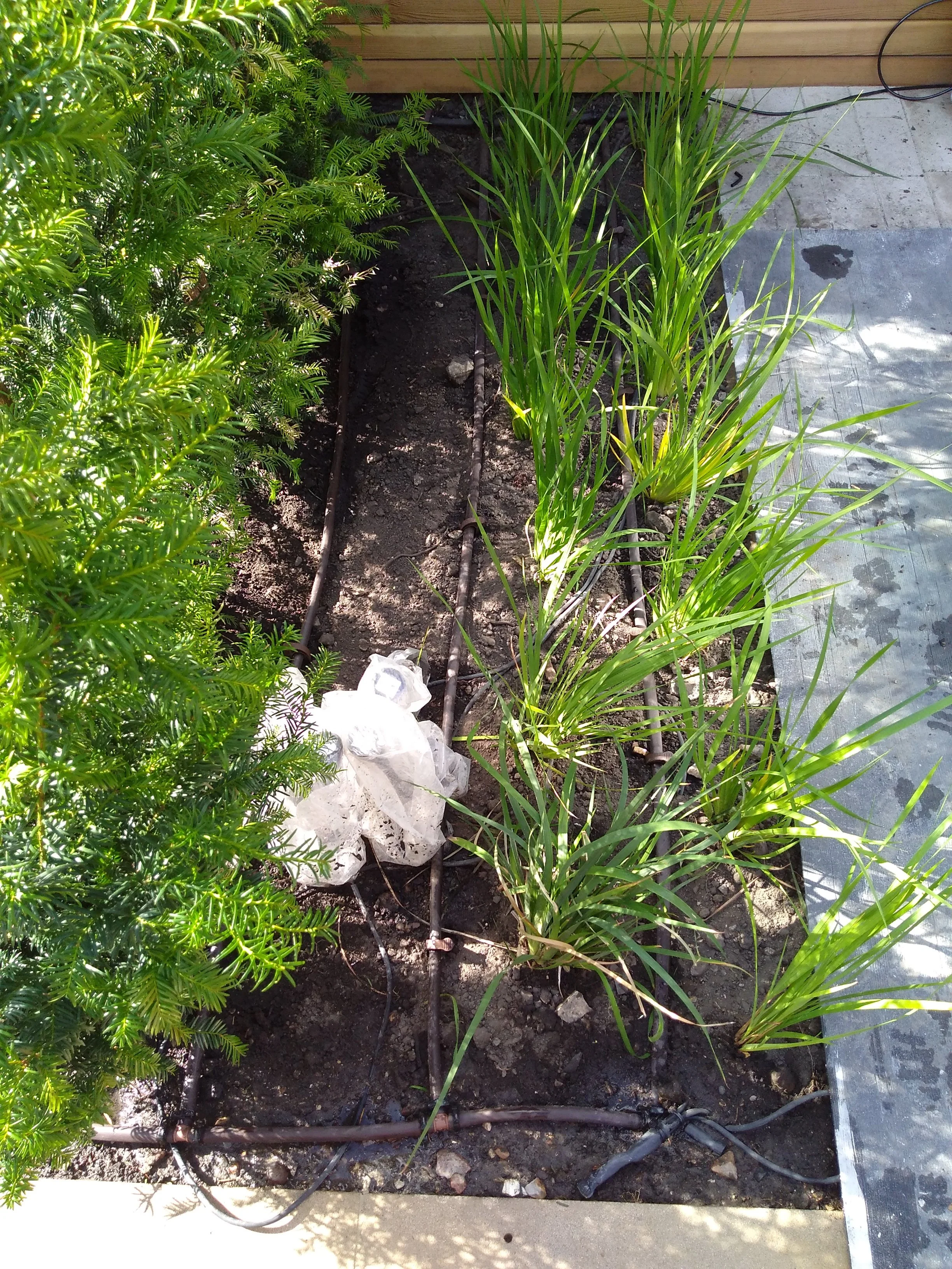 Garden bed with drip irrigation system, containing green plants and a white plastic bag, next to a concrete and wooden deck.