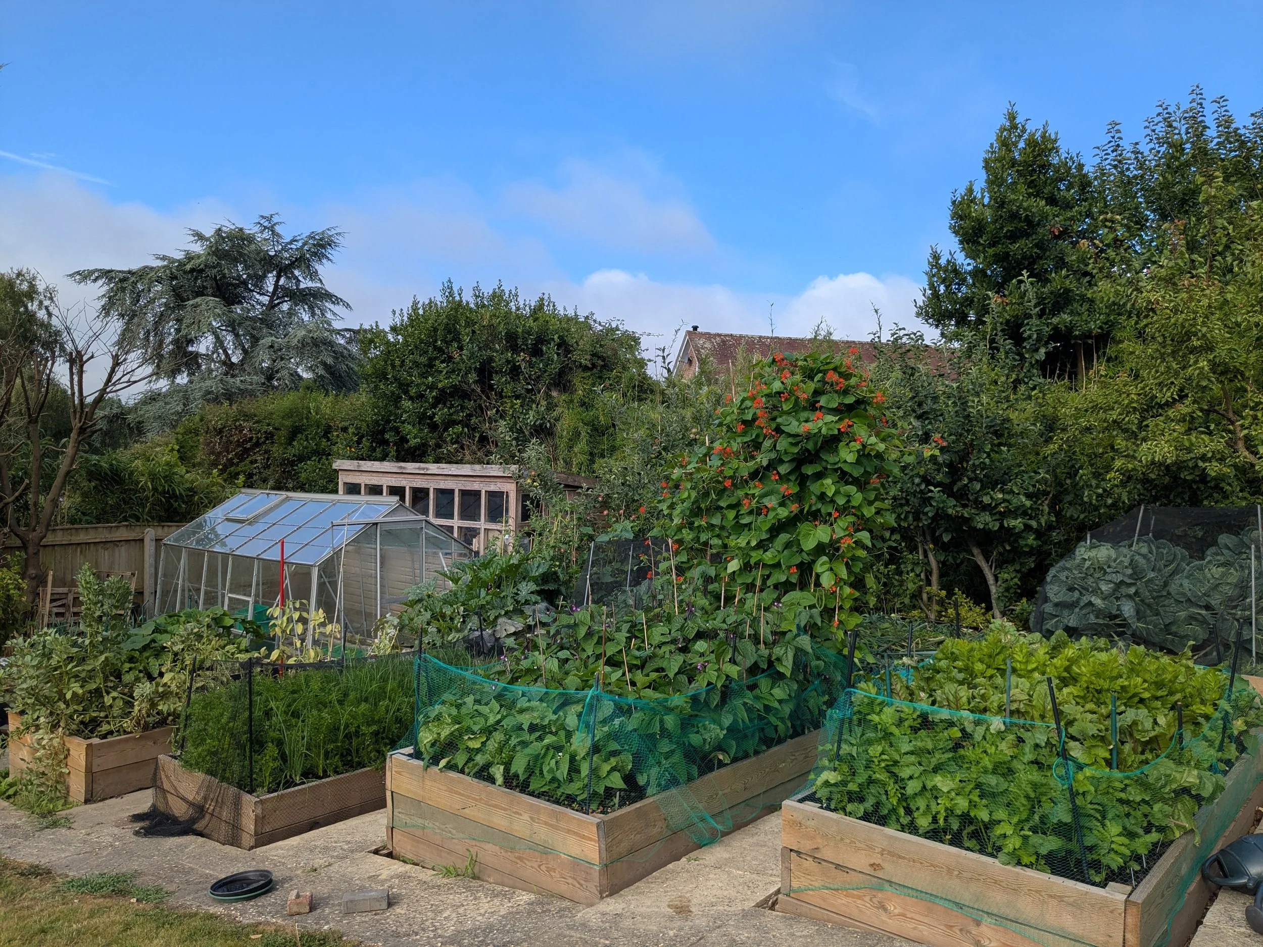 A backyard garden with raised wooden beds filled with various vegetables and plants, a small greenhouse, mature trees, and a clear partly cloudy sky.