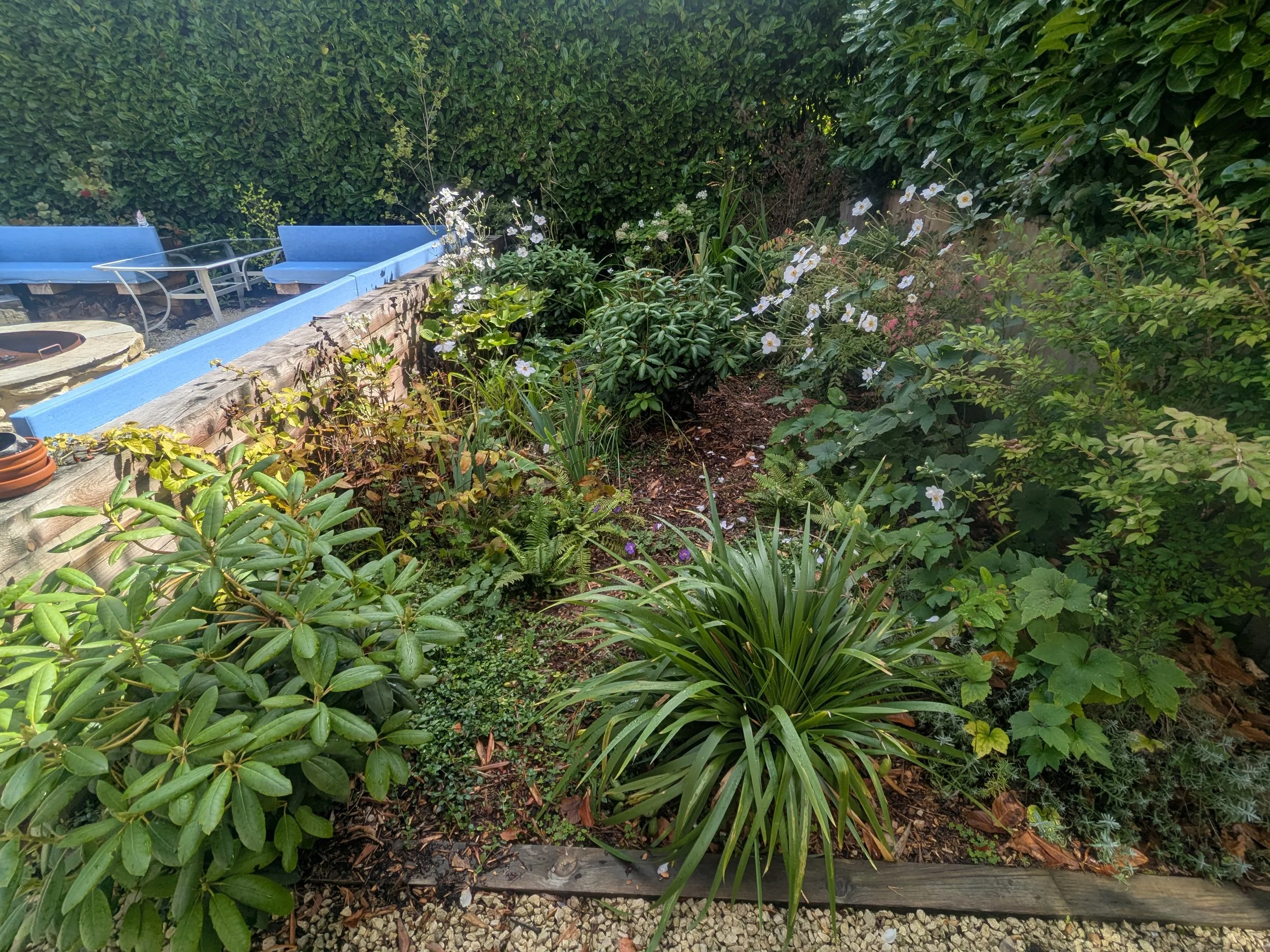 A small garden with various green plants and white flowers, bordered by a blue-painted wall and a wooden plank, with gravel on the ground and bushes behind.