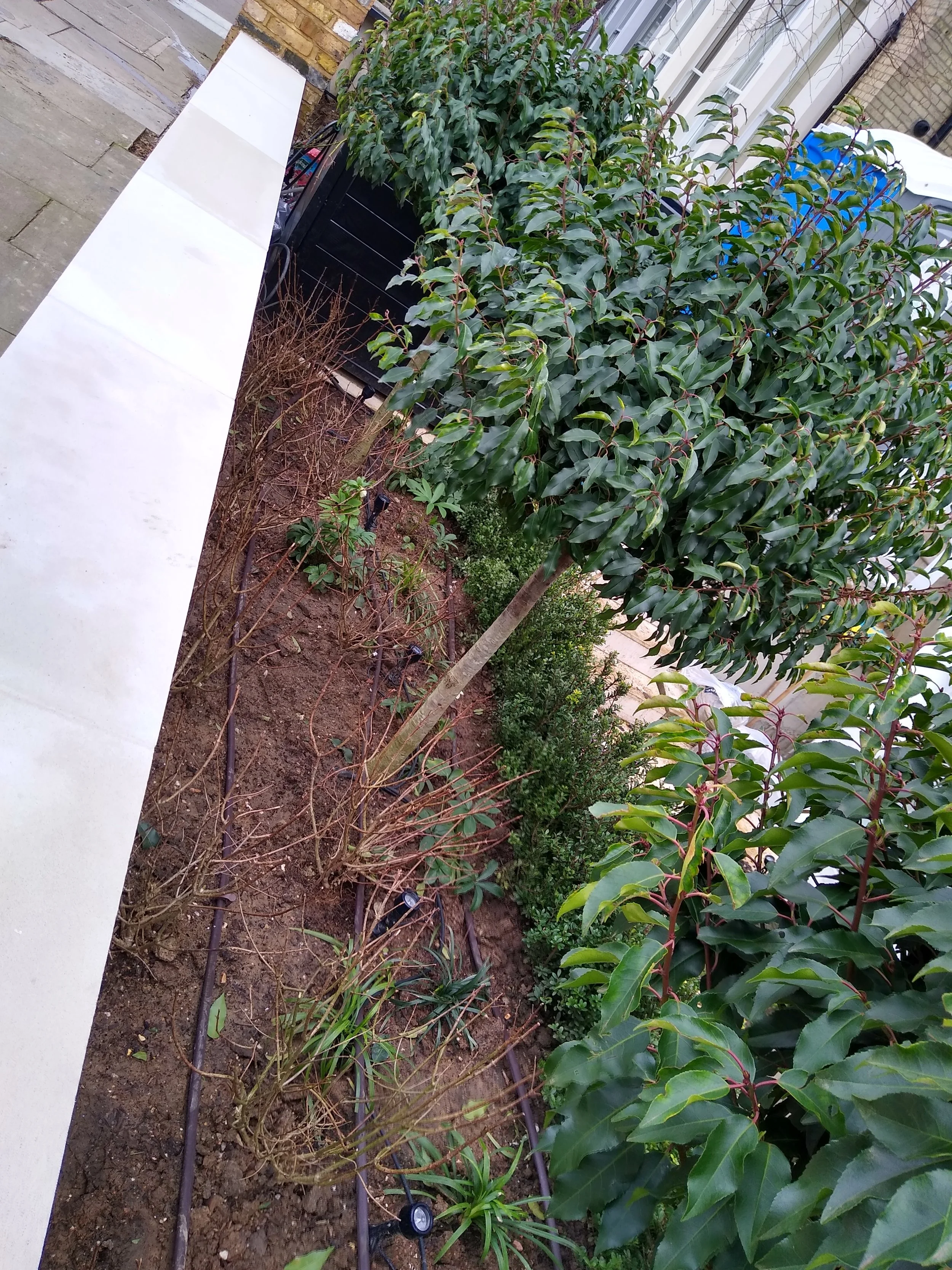 A garden bed with soil, some plants and bushes, including a small tree, next to a white stone border and in front of a residential building."