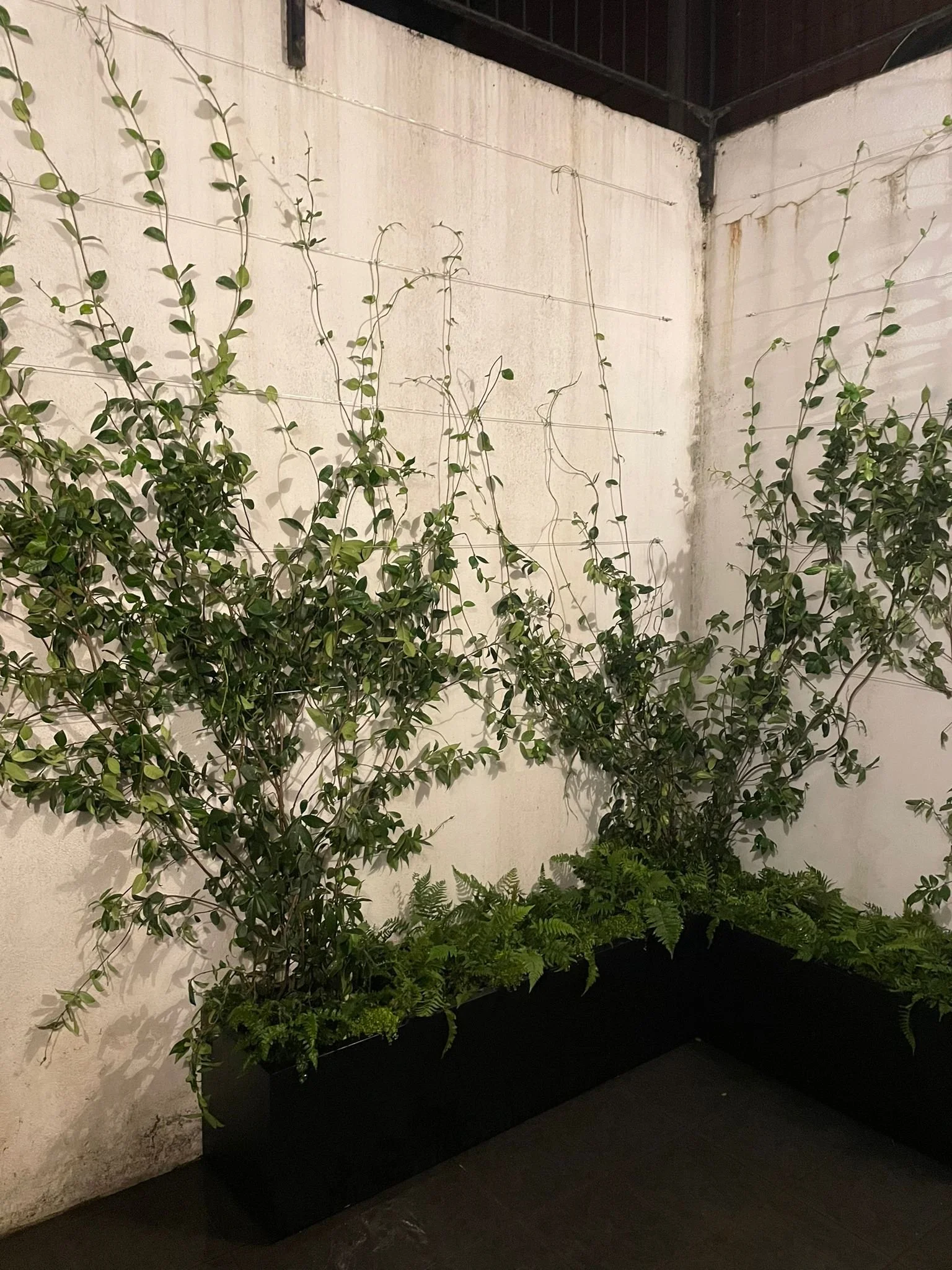 Indoor corner with a rectangular planter filled with ferns and climbing green plants against white walls.
