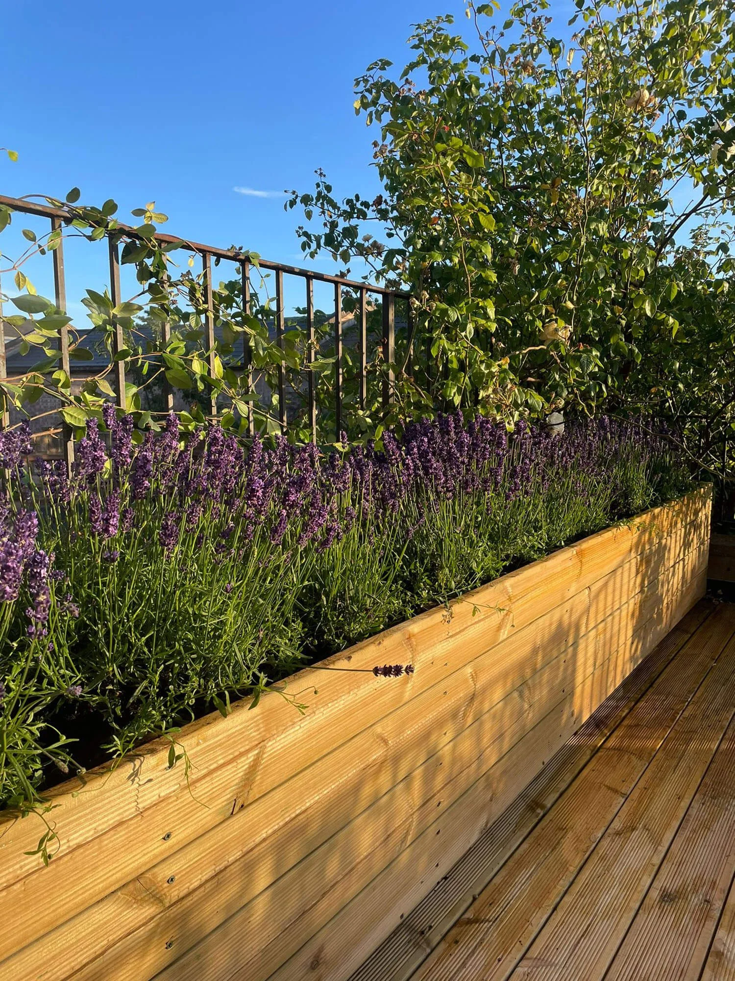 A wooden planter box filled with purple lavender flowers and green leafy plants, with a metal fence and a clear blue sky in the background.