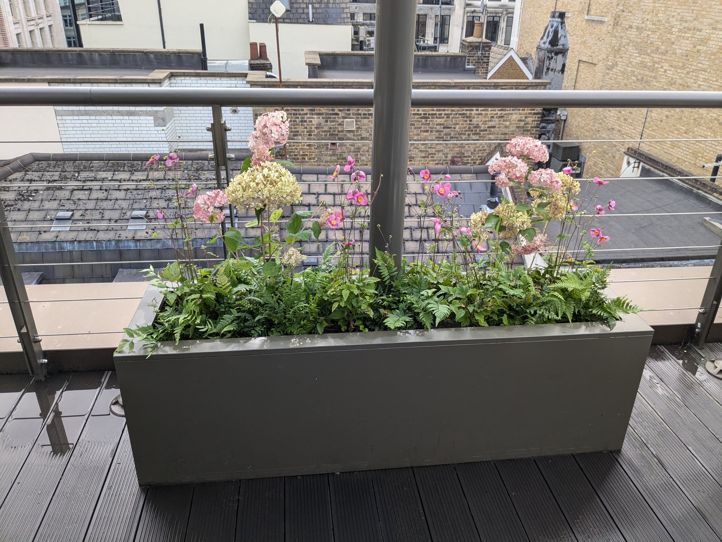 A rectangular gray flower planter on a balcony with pink and cream hydrangeas, pink cosmos flowers, and ferns. The balcony has wooden decking and metal railing.