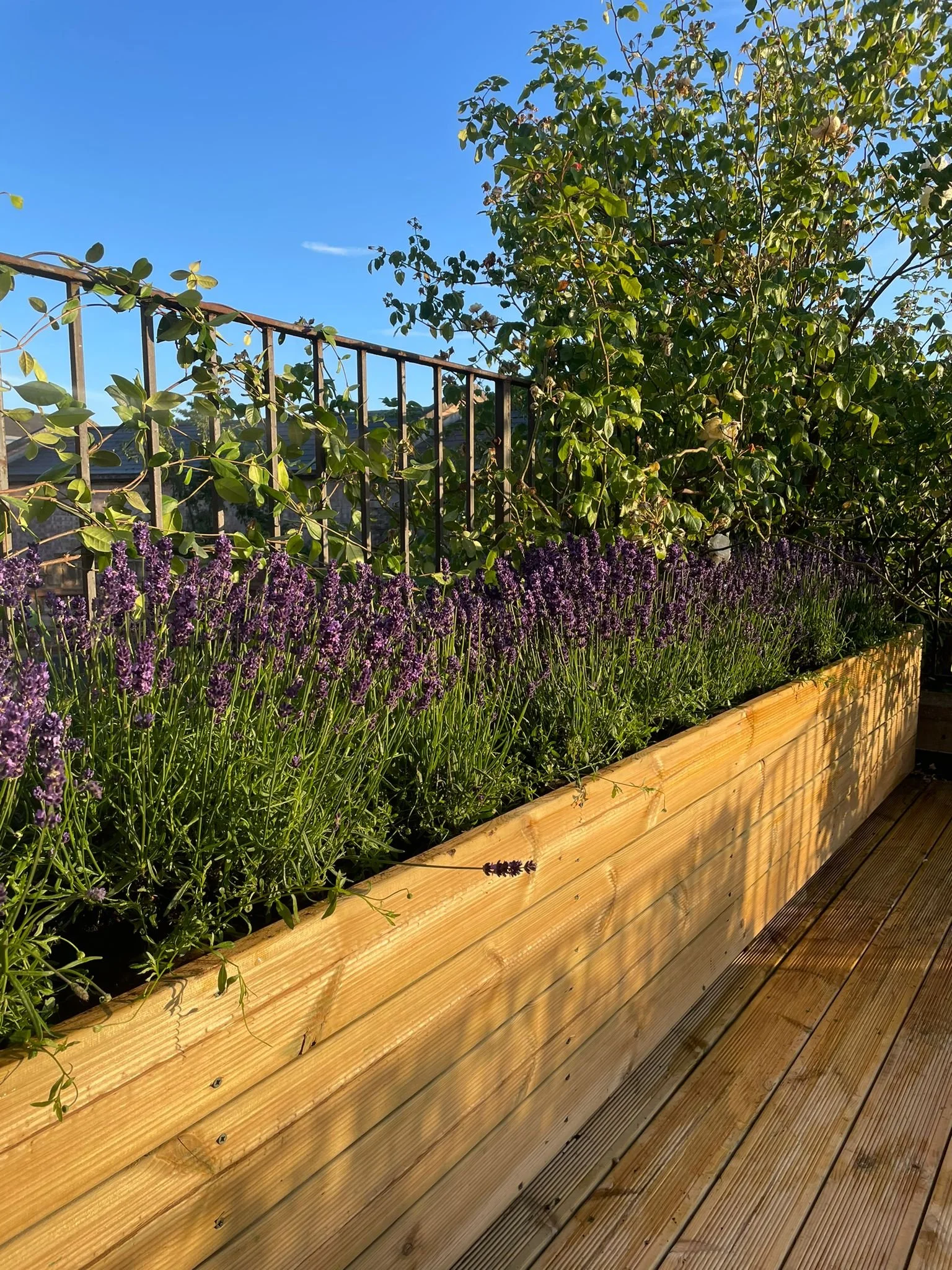 Wooden deck with potted lavender plants in a garden, a bush with green leaves, a metal railing, and a clear blue sky in the background.