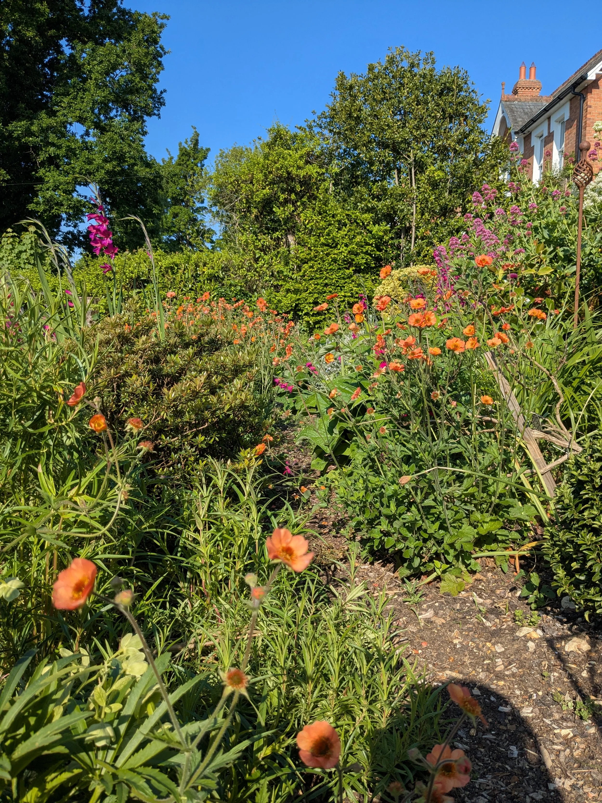 A vibrant garden with pink, orange, and purple flowers, green foliage, and a clear blue sky in the background, with a house partially visible on the right.