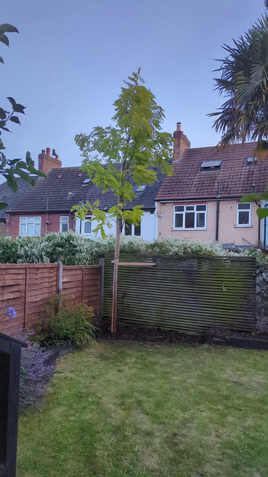 A backyard with green grass, a young tree supported by stakes, and a wooden fence. In the background are neighboring houses with tiled roofs, chimneys, and windows, with a clear sky overhead.